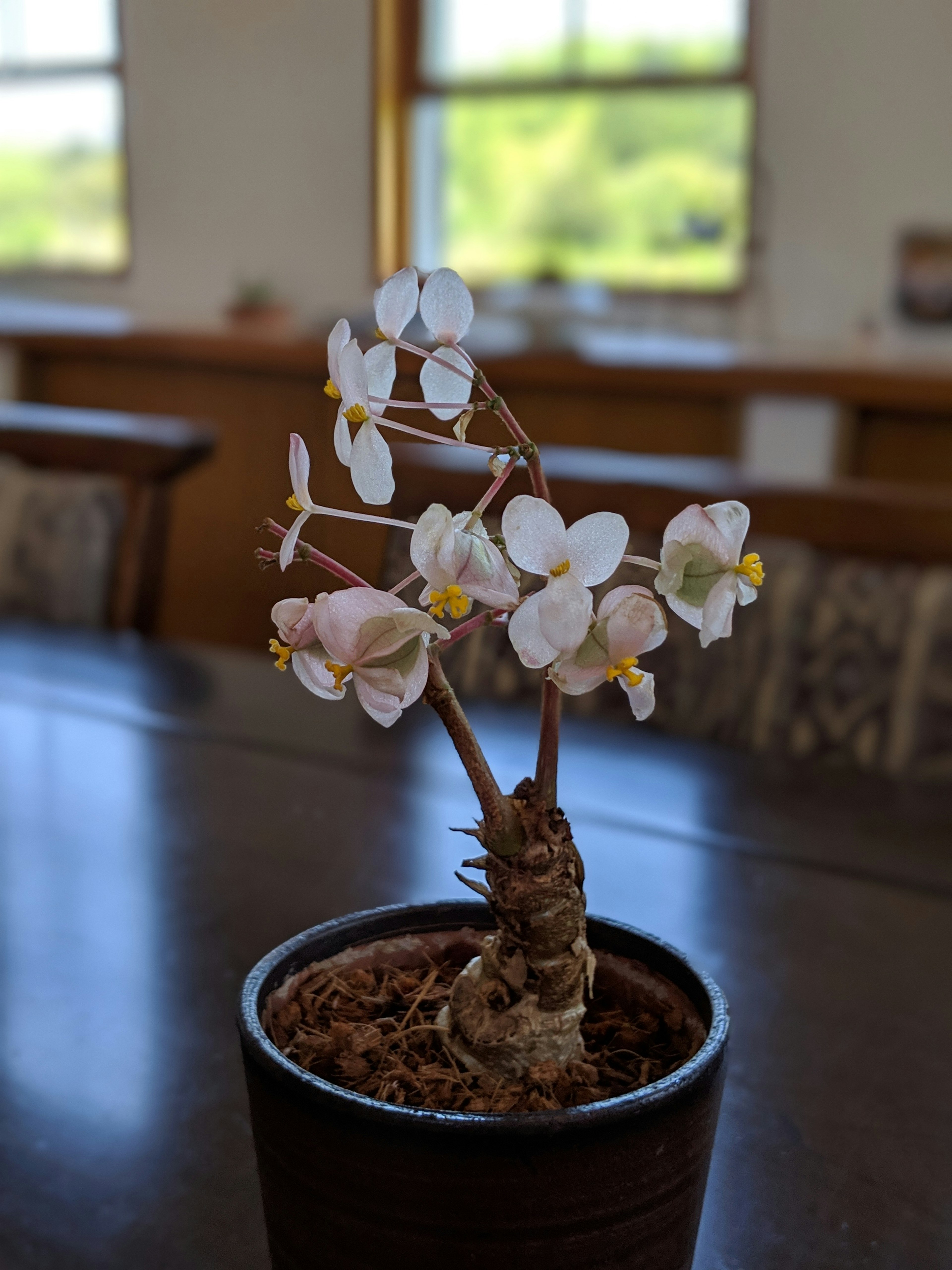 Une petite plante en pot avec des fleurs blanches sur une table en bois