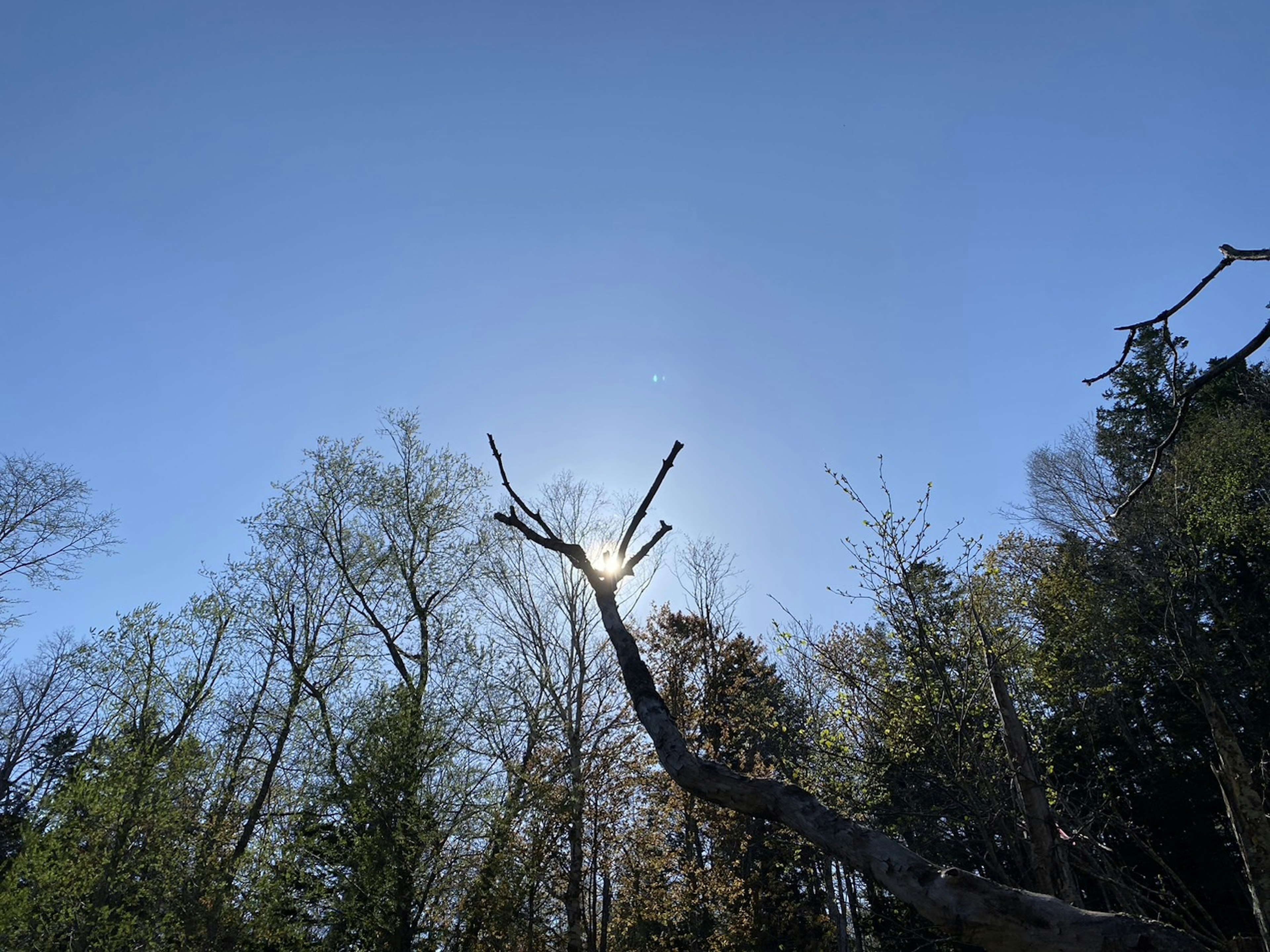 Un albero secco che si estende verso il cielo blu circondato da alberi verdi