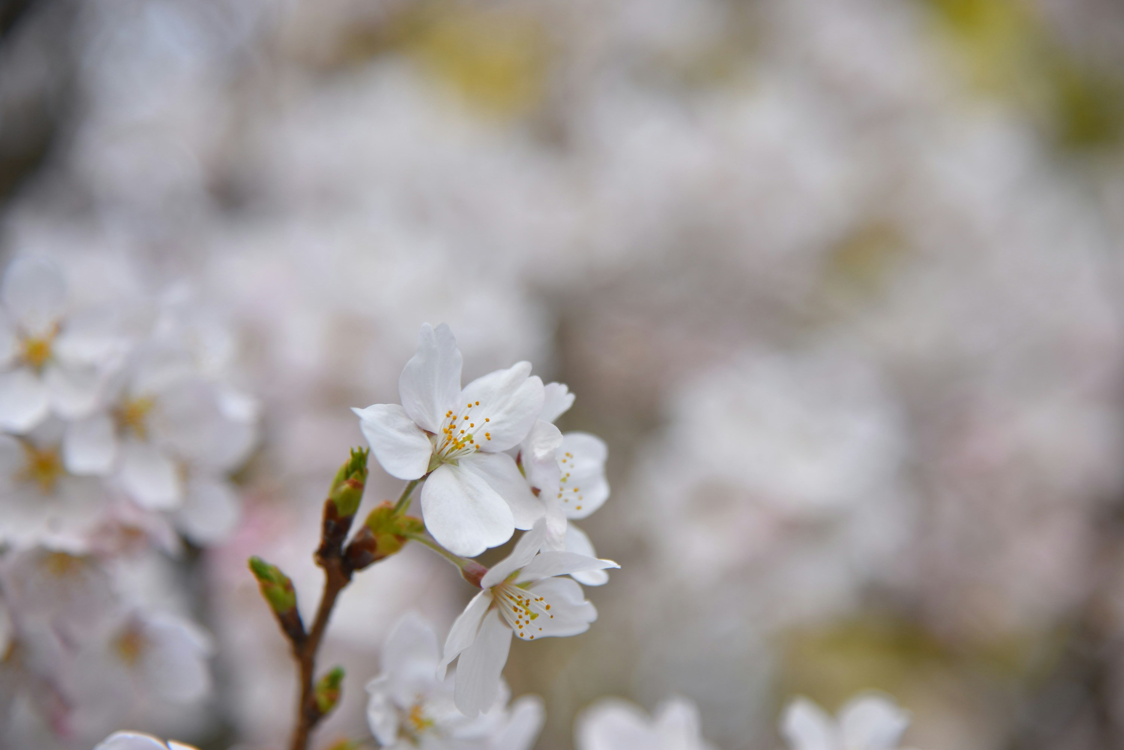 Primer plano de flores de cerezo en plena floración