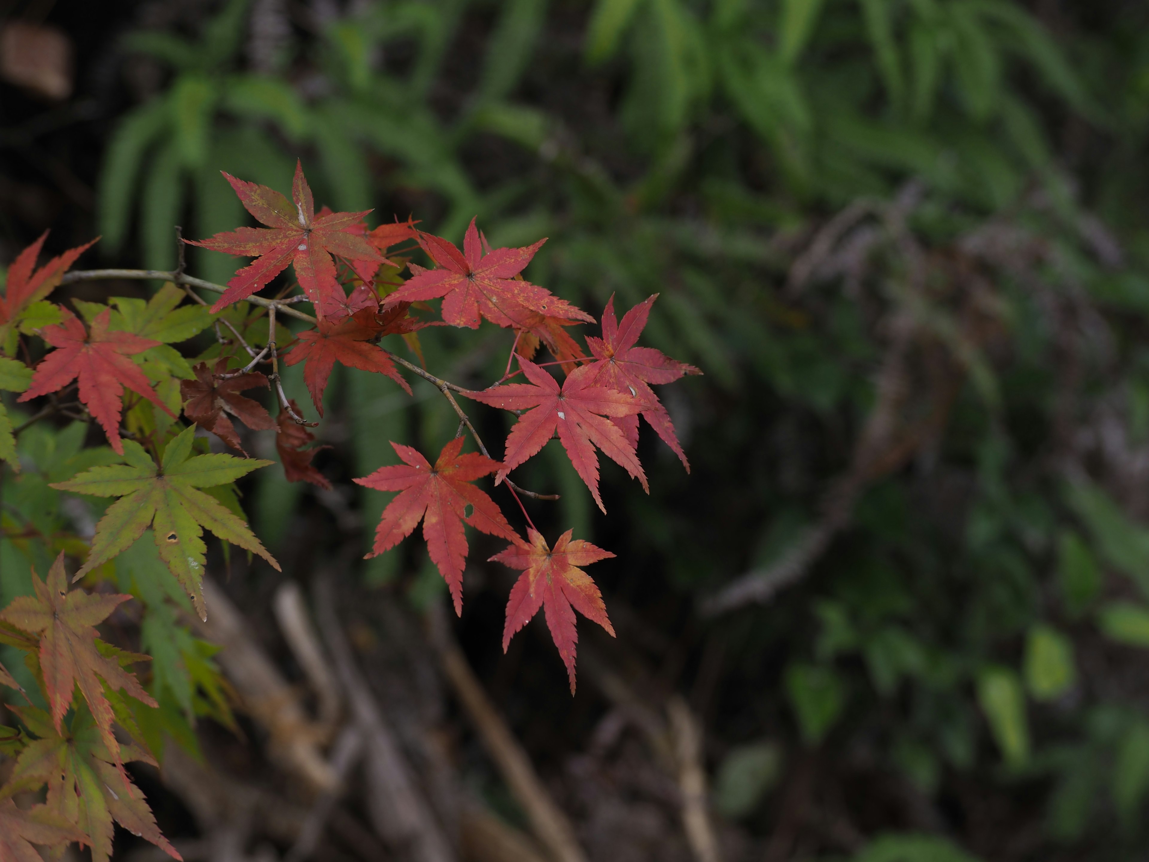 Ramo di foglie di acero rosse con uno sfondo verde