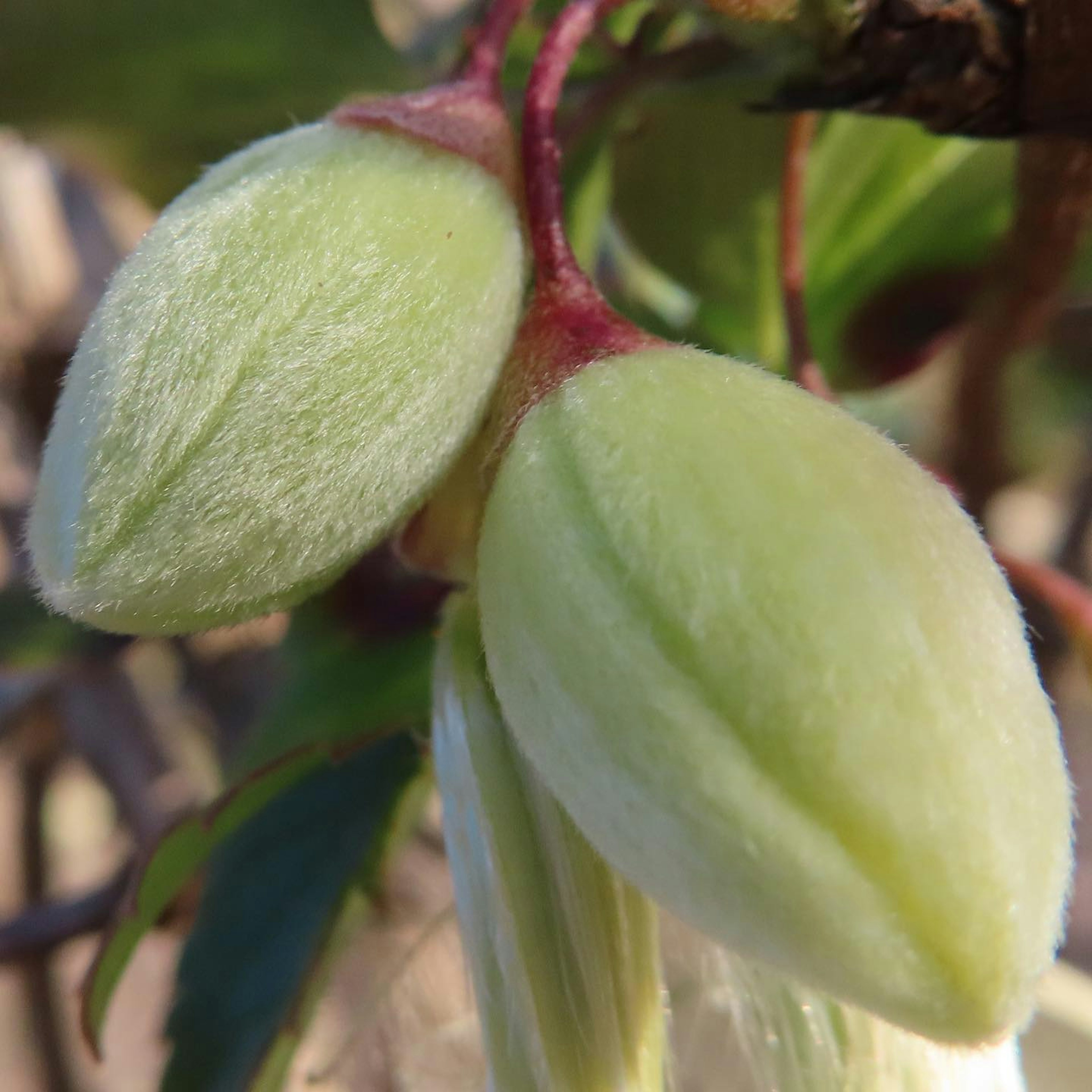 Primo piano di boccioli di fiori verdi su una pianta