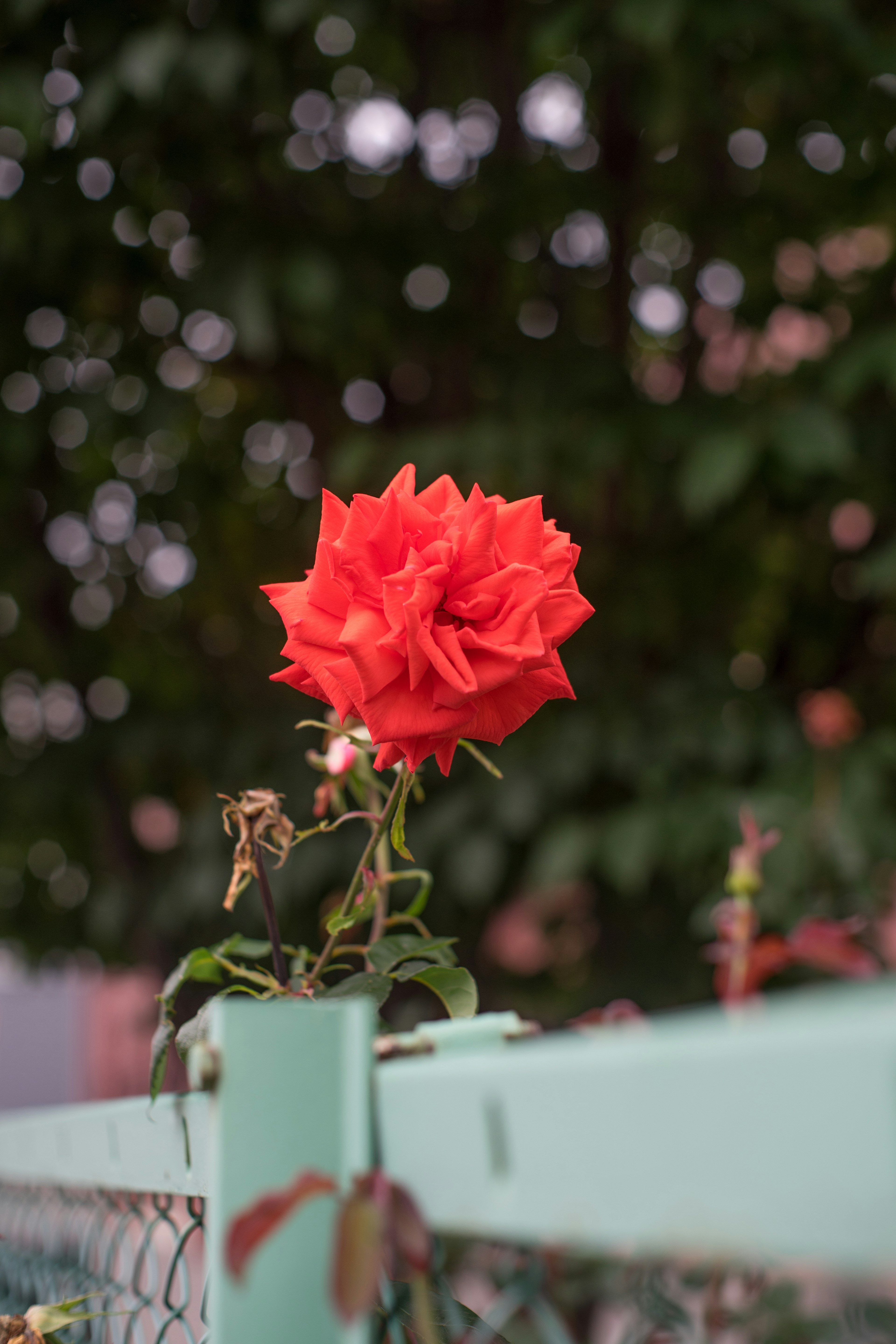 緑のフェンスに咲く赤いバラの花