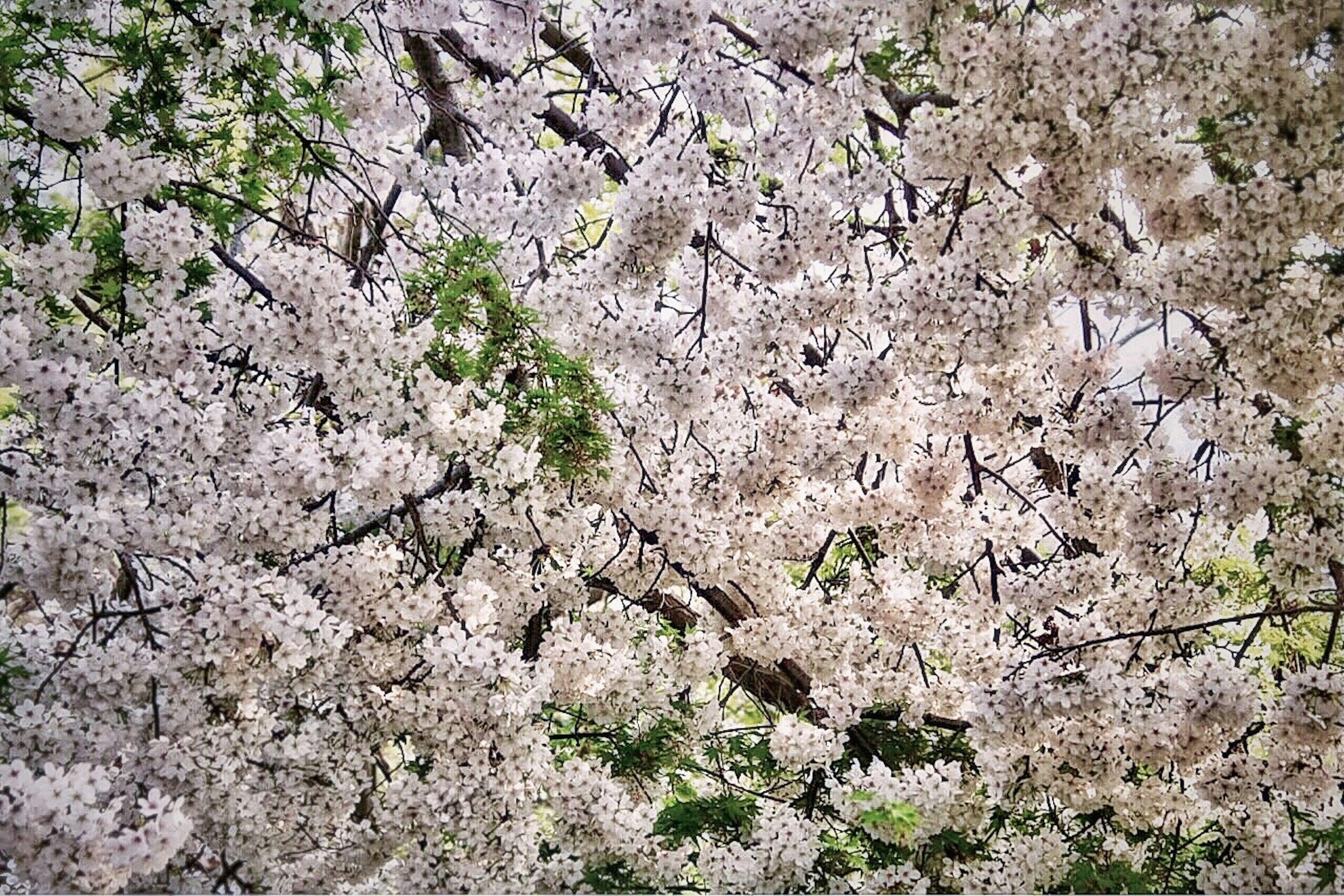 Vista de los cerezos en flor desde arriba