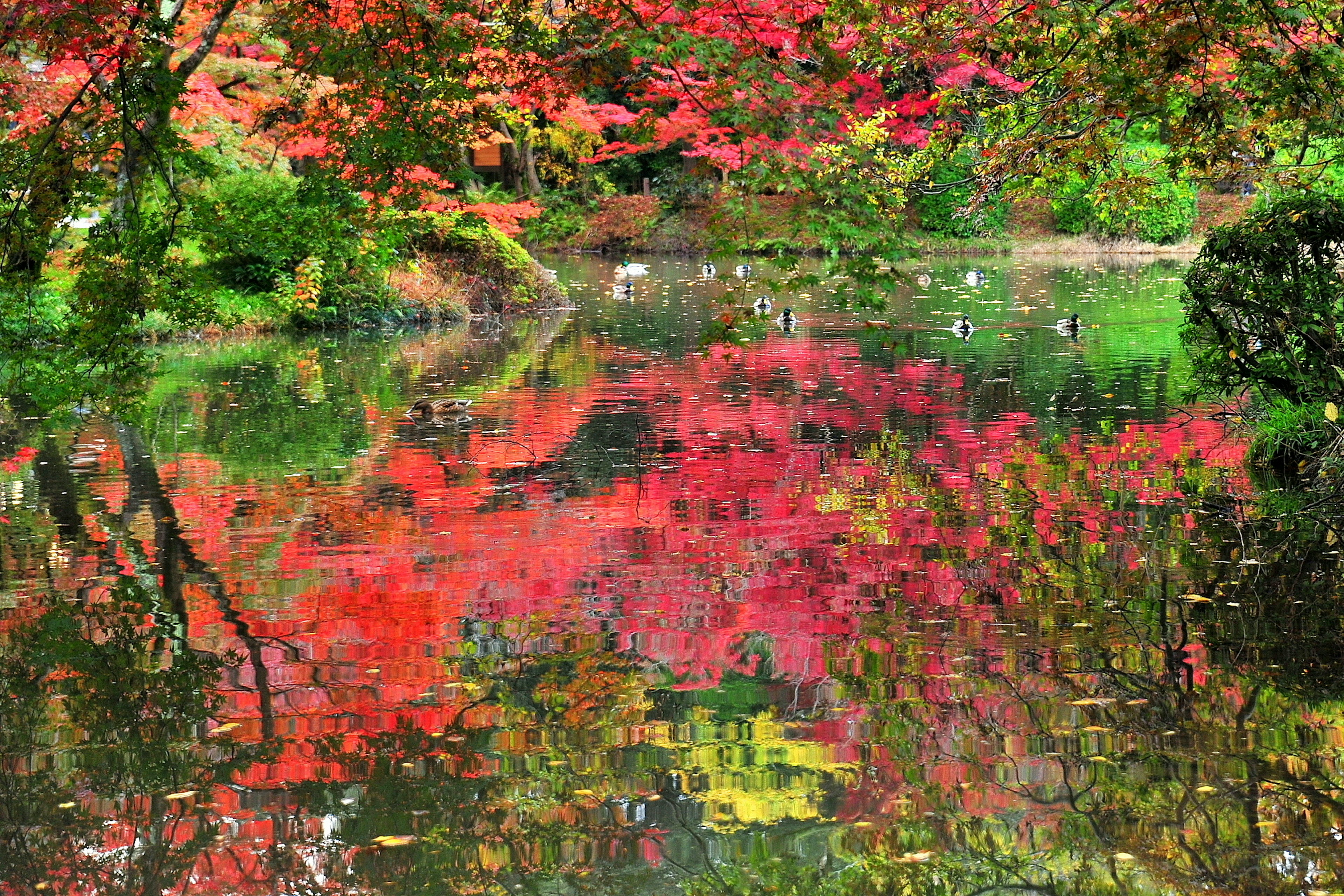 Ruhiger Teich, der die Herbstfarben spiegelt