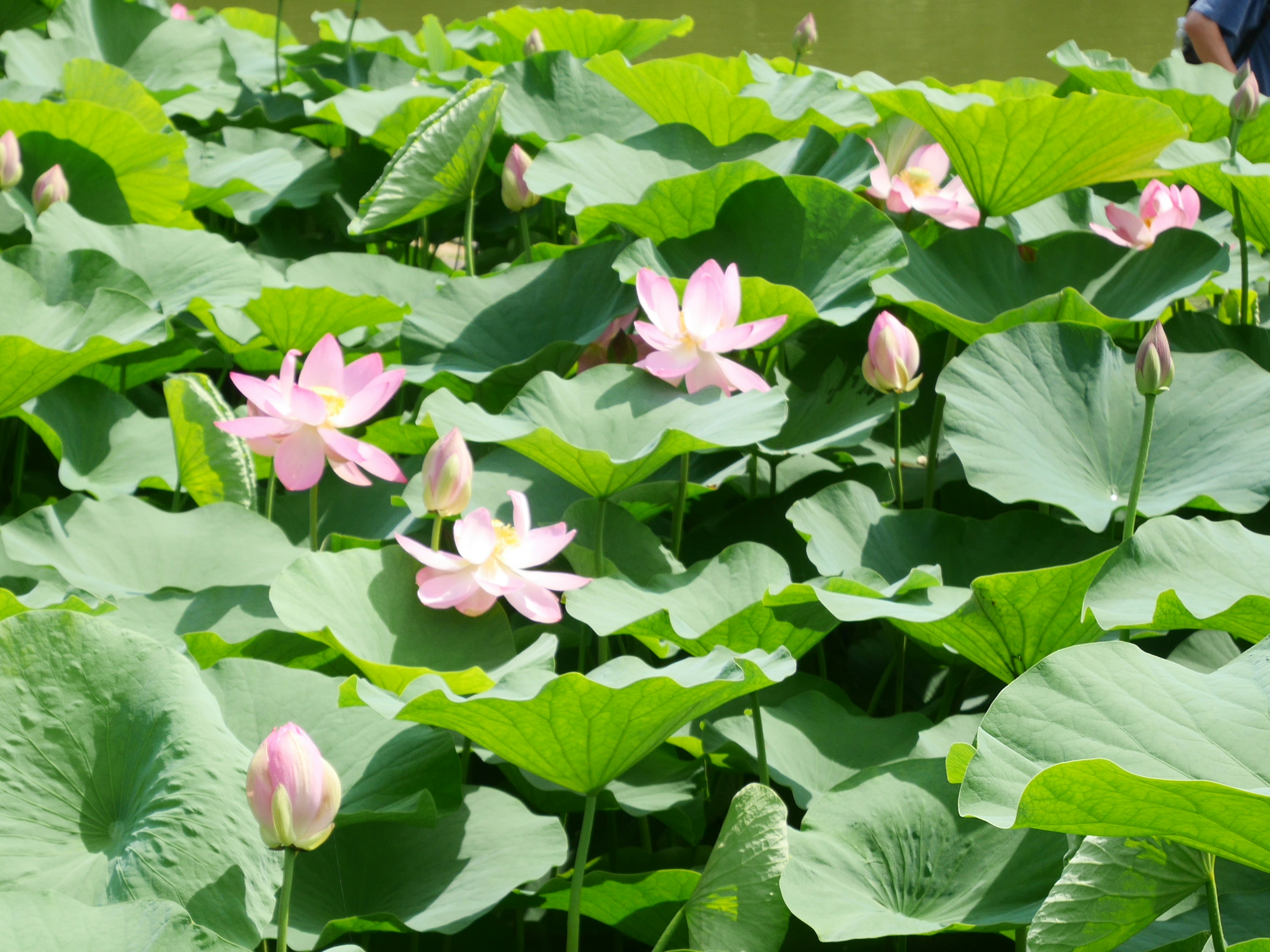 Fiori di loto rosa che fioriscono tra foglie verdi lussureggianti