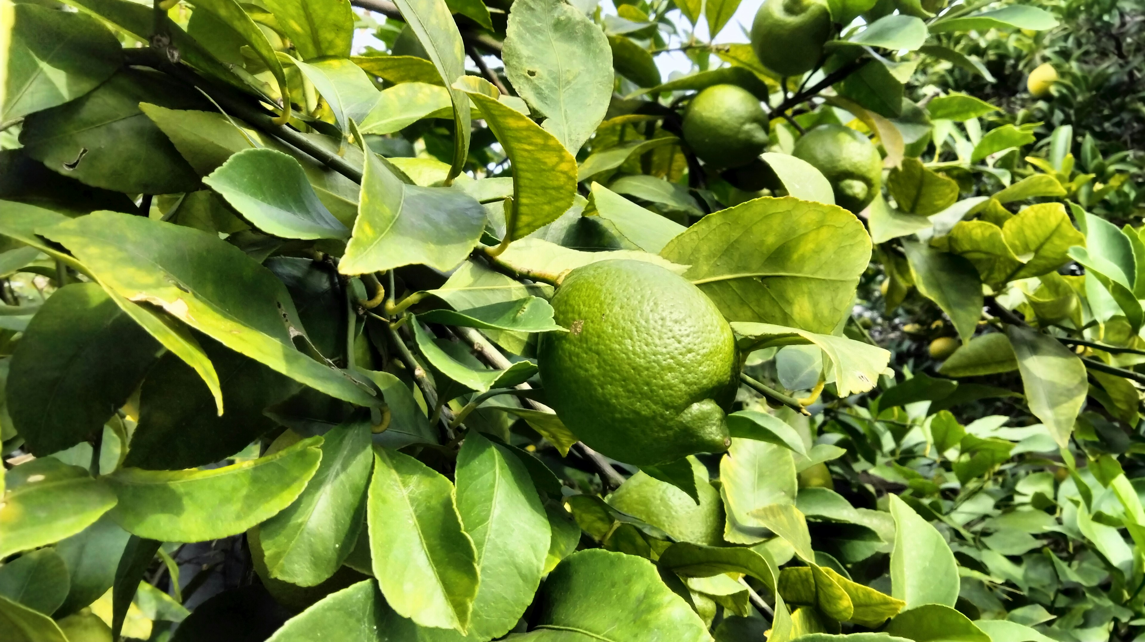 Green lemons surrounded by lush green leaves