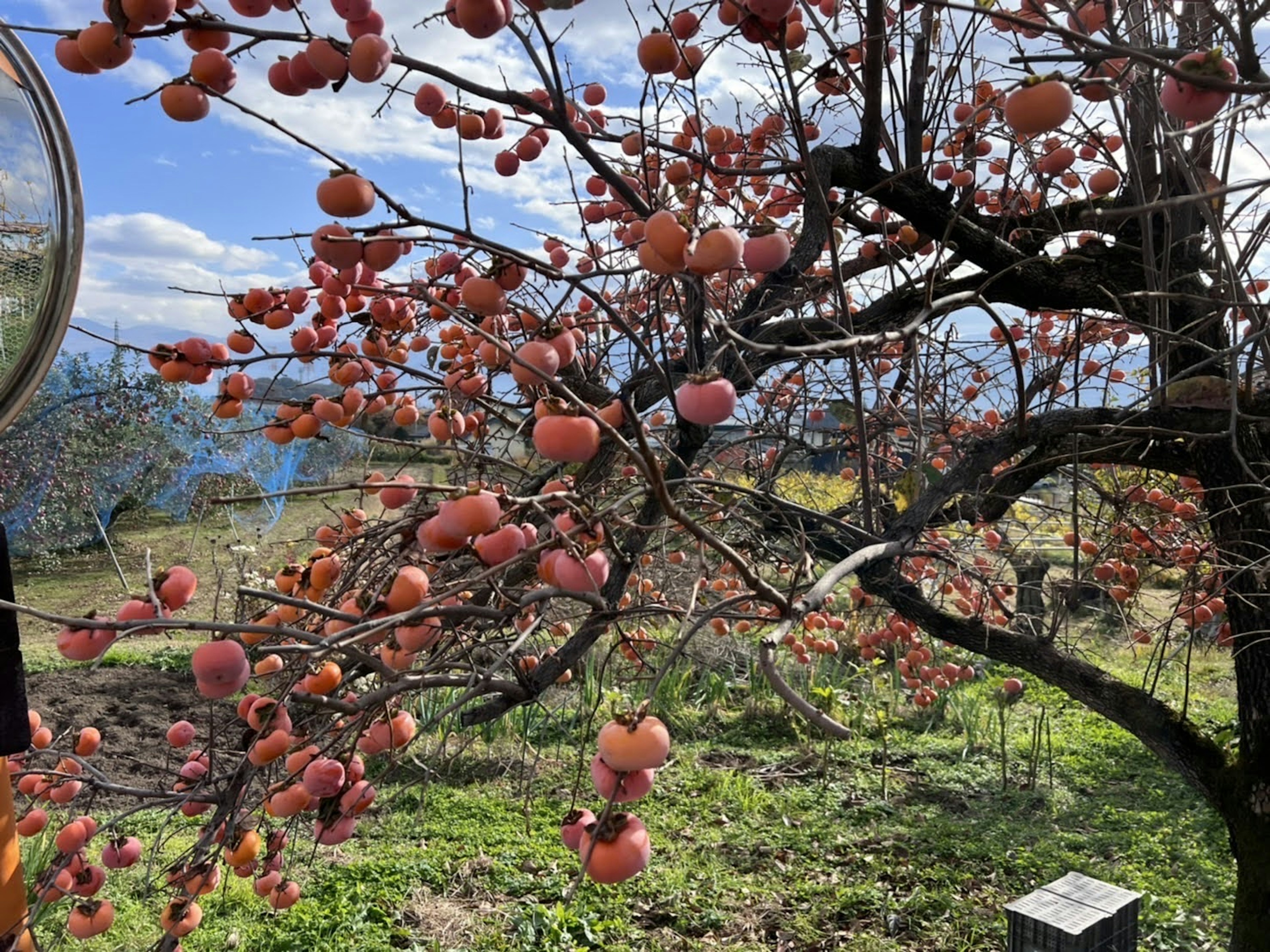 Un paisaje con caquis rojos maduros colgando de las ramas