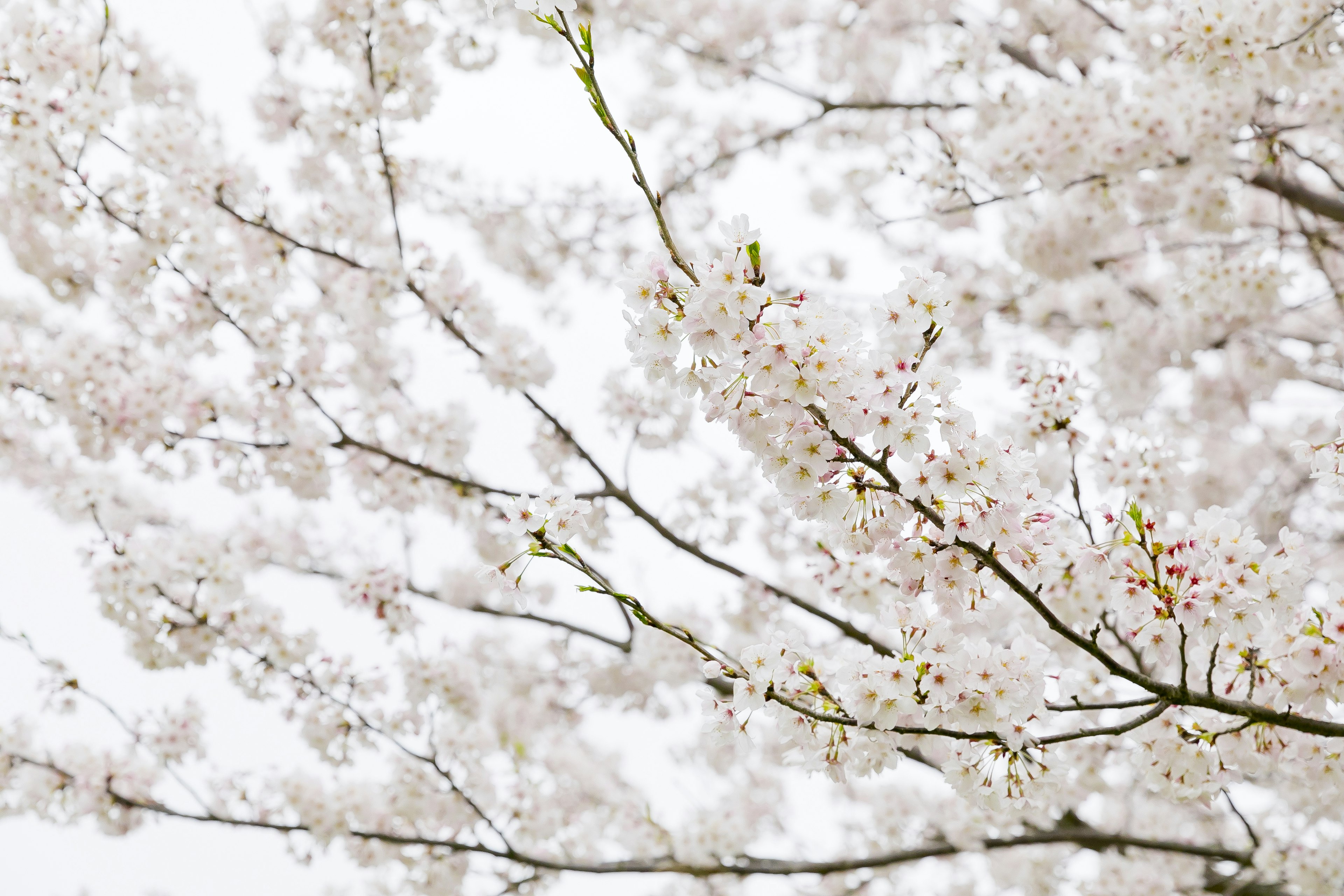 Close-up cabang bunga sakura dengan kelopak merah muda yang lembut dan latar belakang lembut