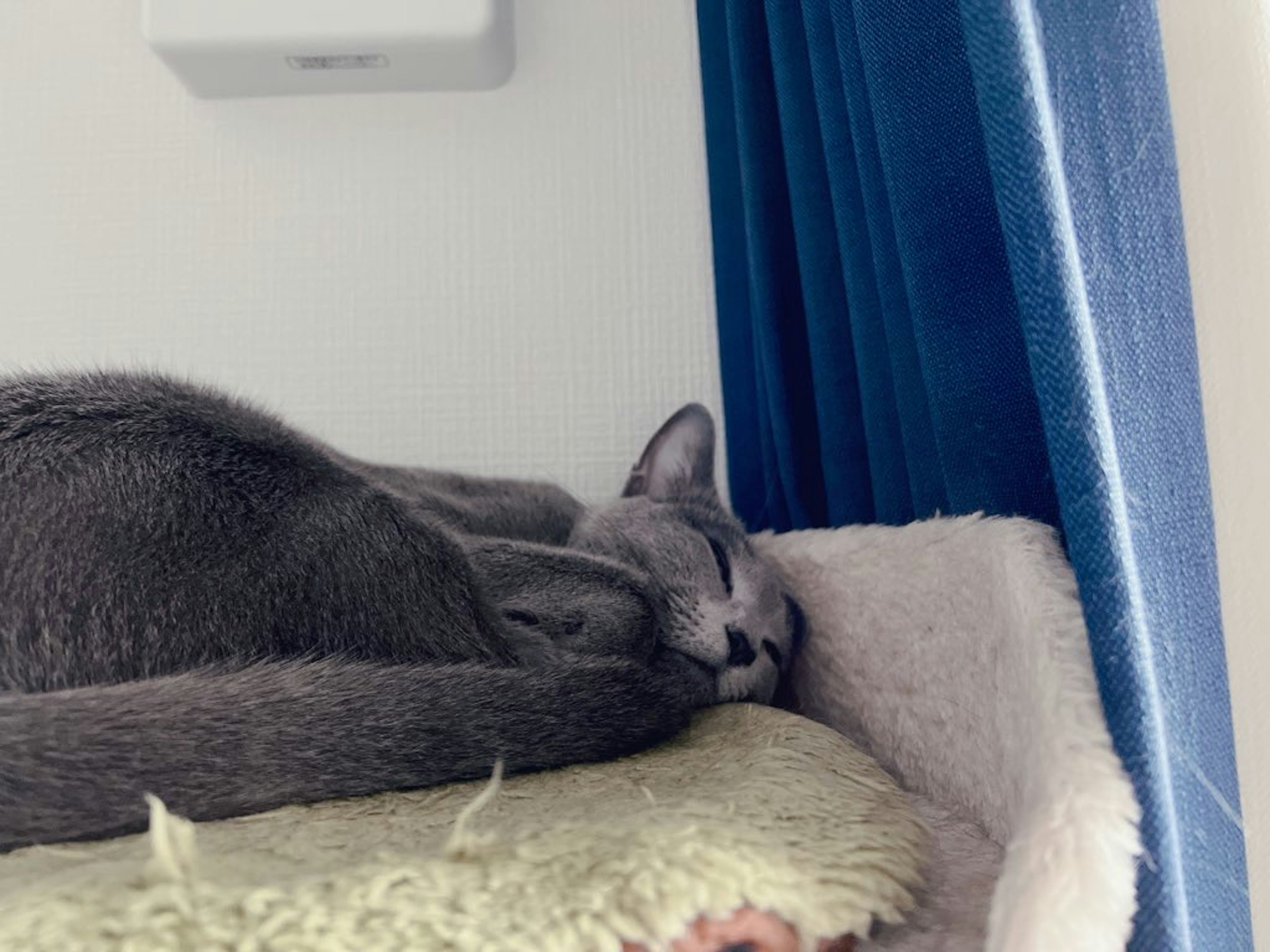 Gatto grigio che dorme su un cuscino