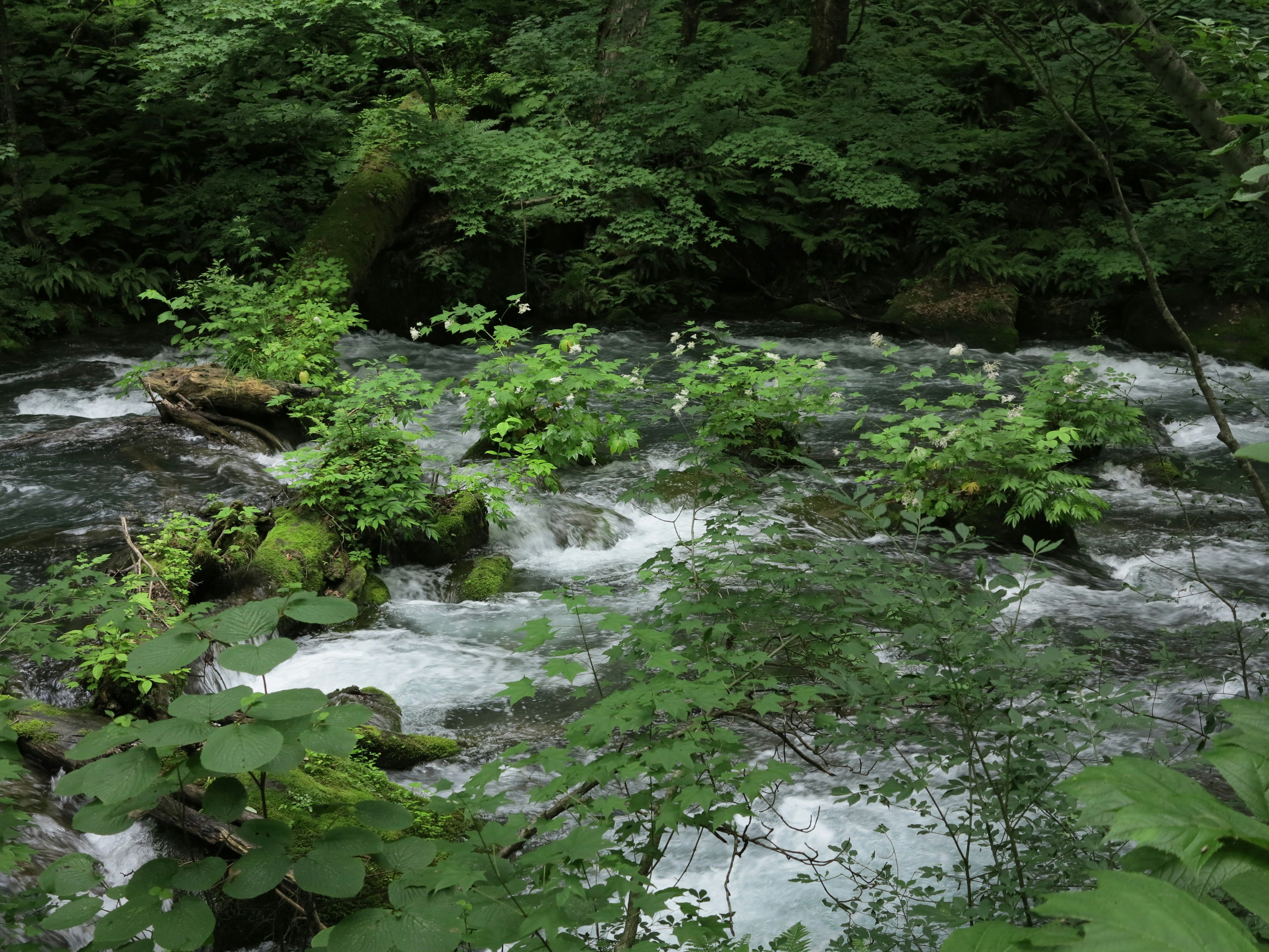 Pemandangan alam dengan aliran sungai di tengah vegetasi yang subur