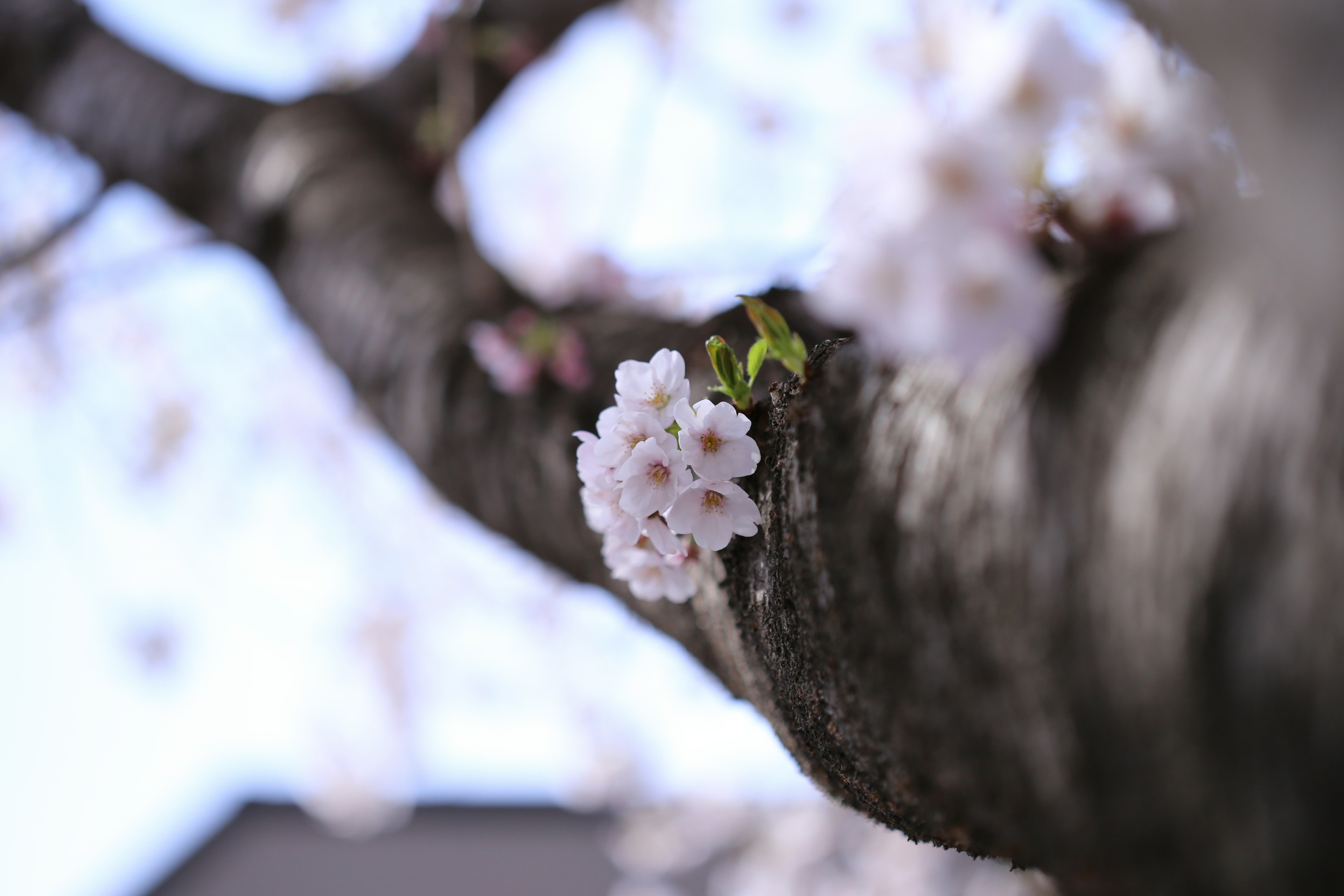 Primer plano de flores de cerezo en un tronco de árbol