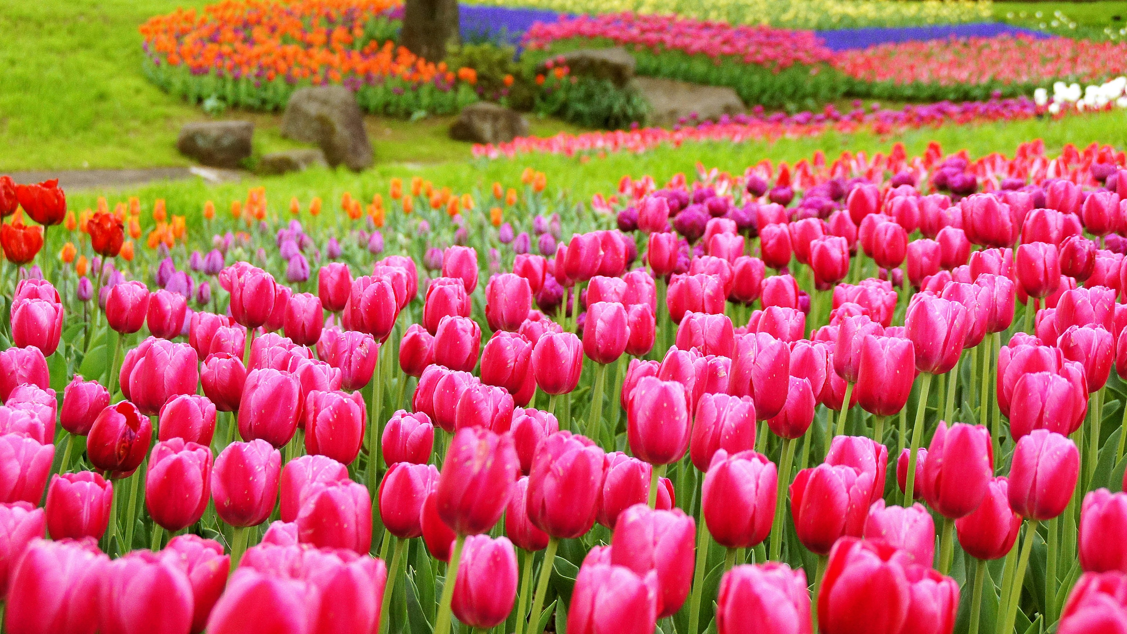 Champs de tulipes vibrantes avec des fleurs roses et multicolores