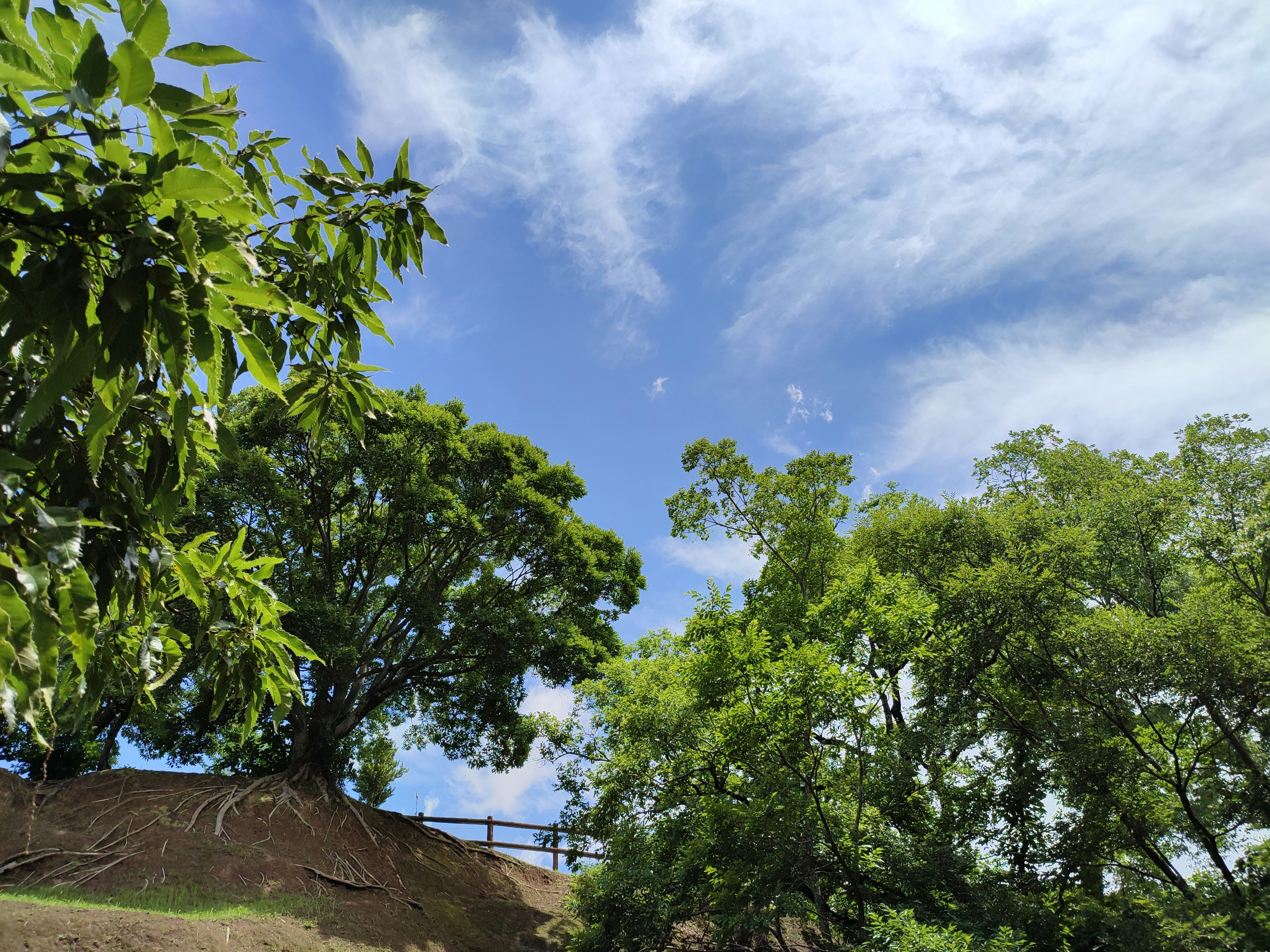 Pohon hijau subur dan bukit di bawah langit biru