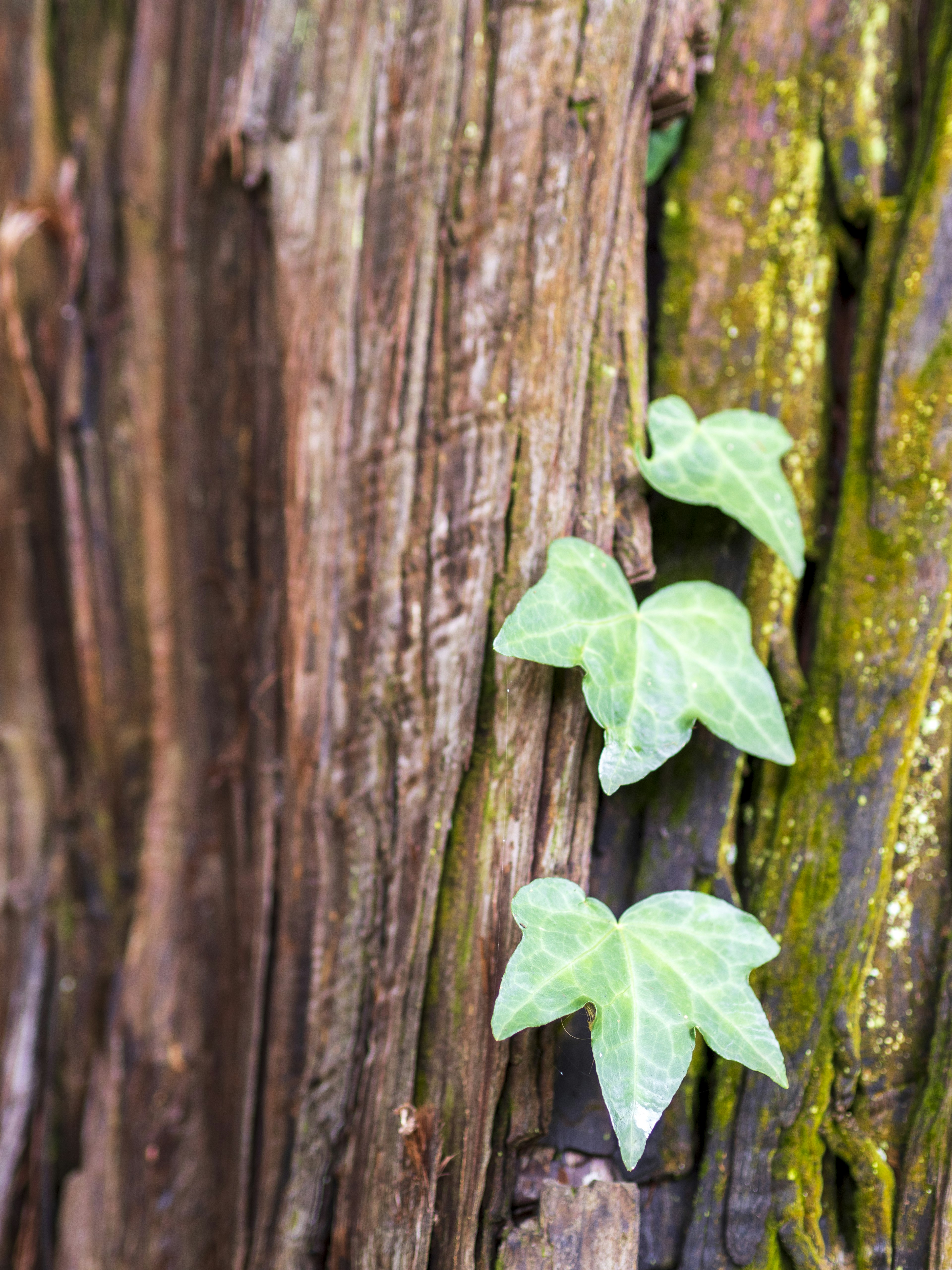 Feuilles de lierre vertes poussant sur un tronc d'arbre