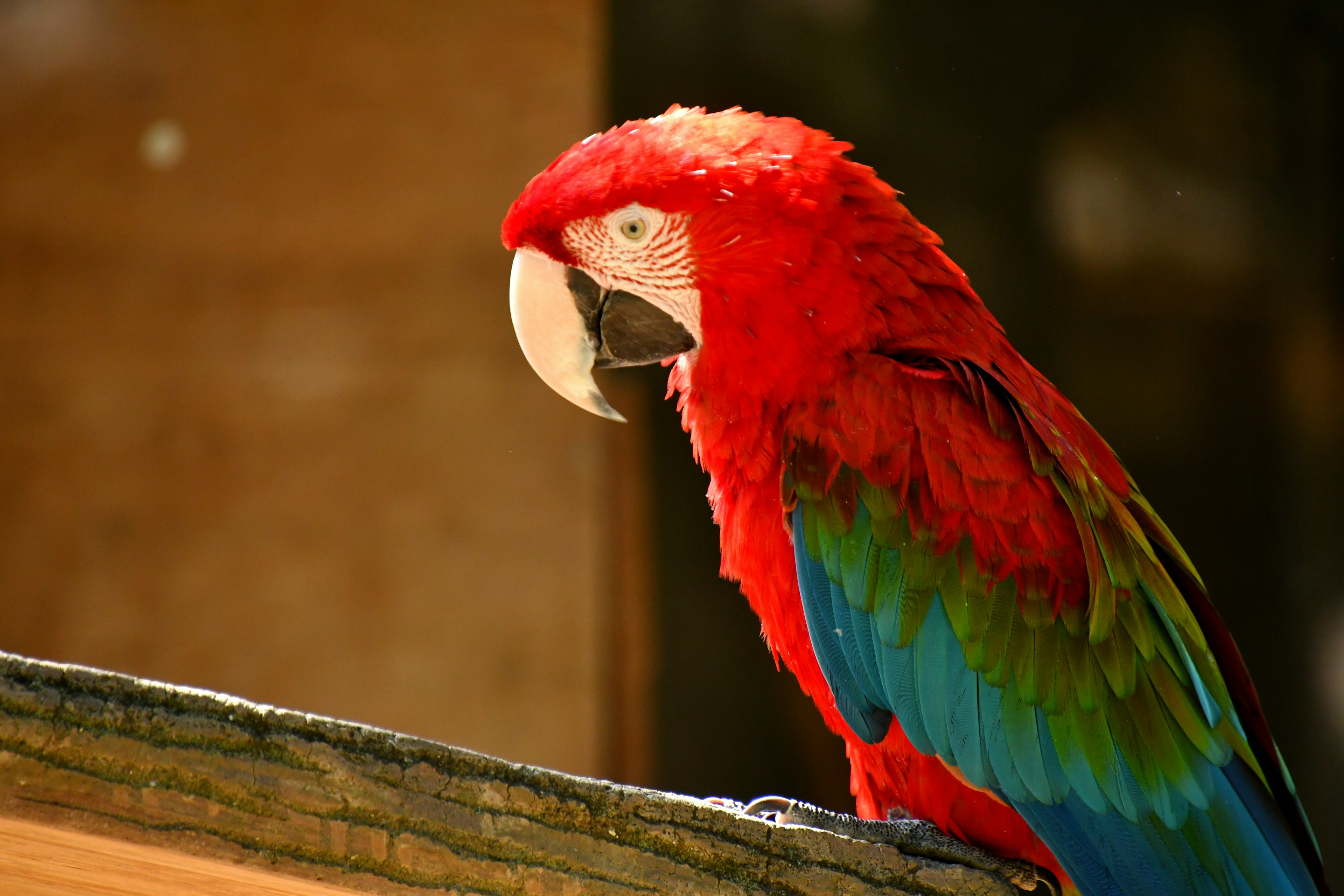 Un pappagallo colorato con piume rosse e verdi vivaci appollaiato su una superficie di legno