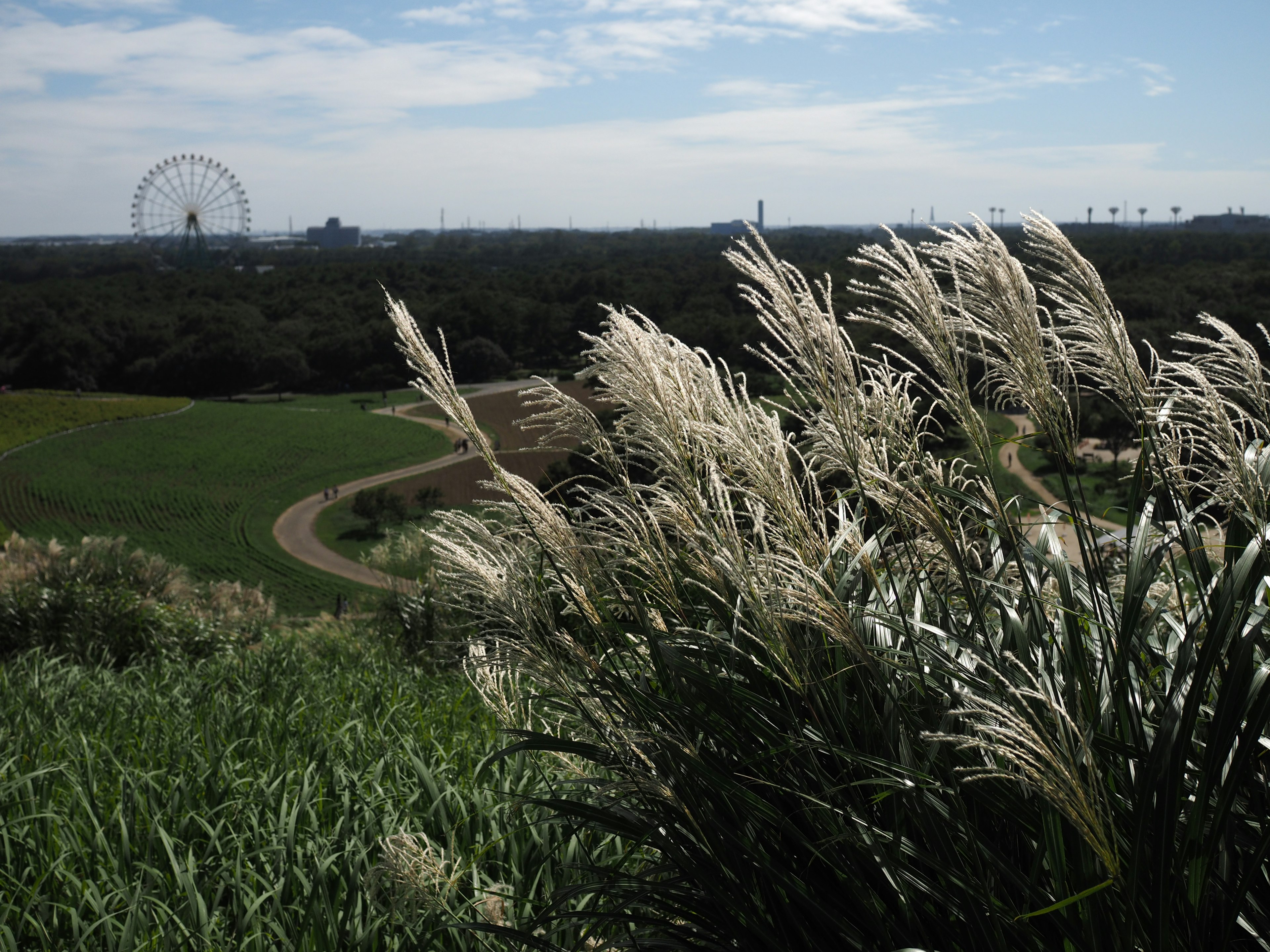 Rumput pampas yang melambai dengan angin dan roda ferris di latar belakang serta langit biru