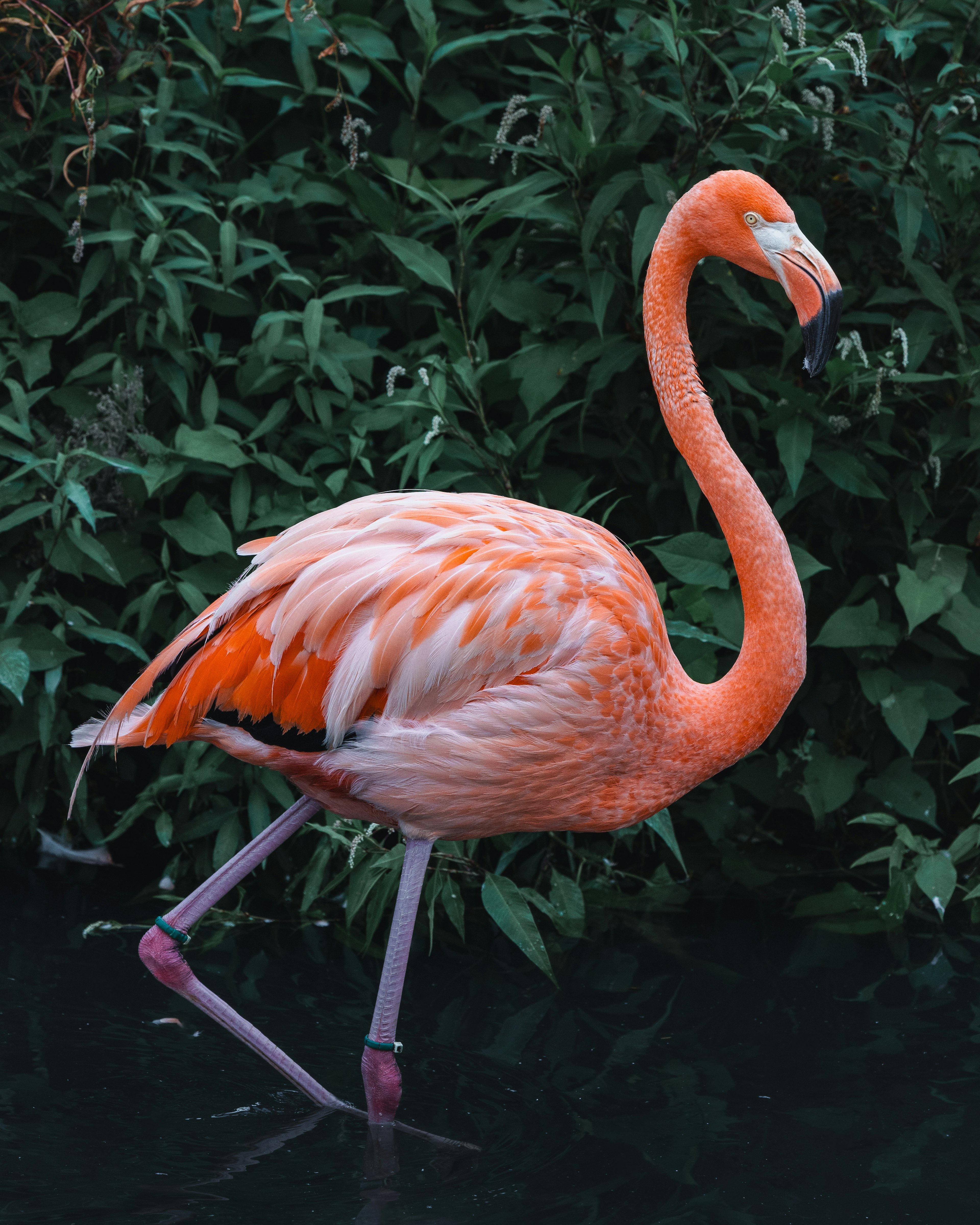 Un flamenco naranja caminando junto al agua