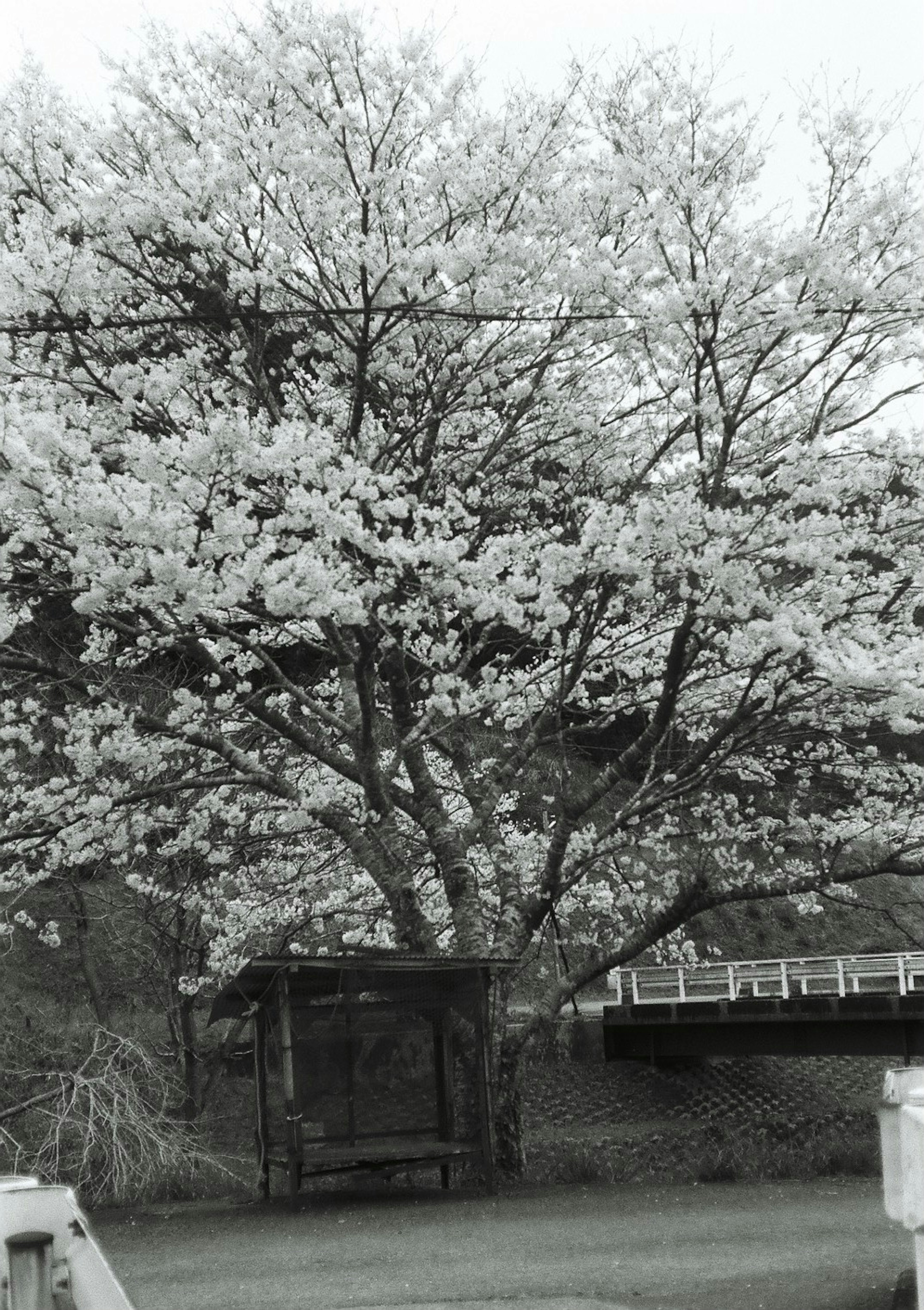 白い花が咲く大きな木とその下にあるベンチ