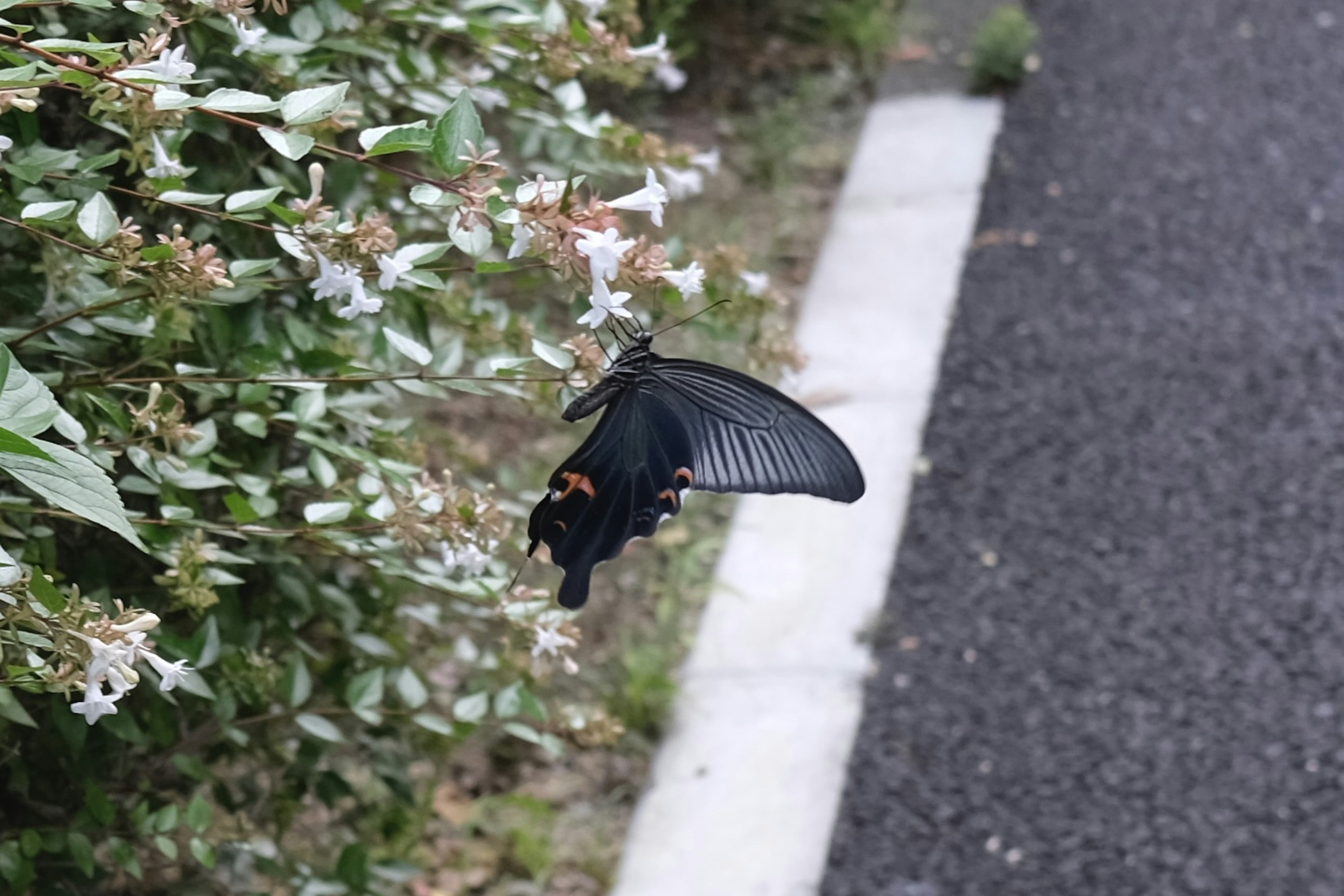 A black butterfly flying near flowers