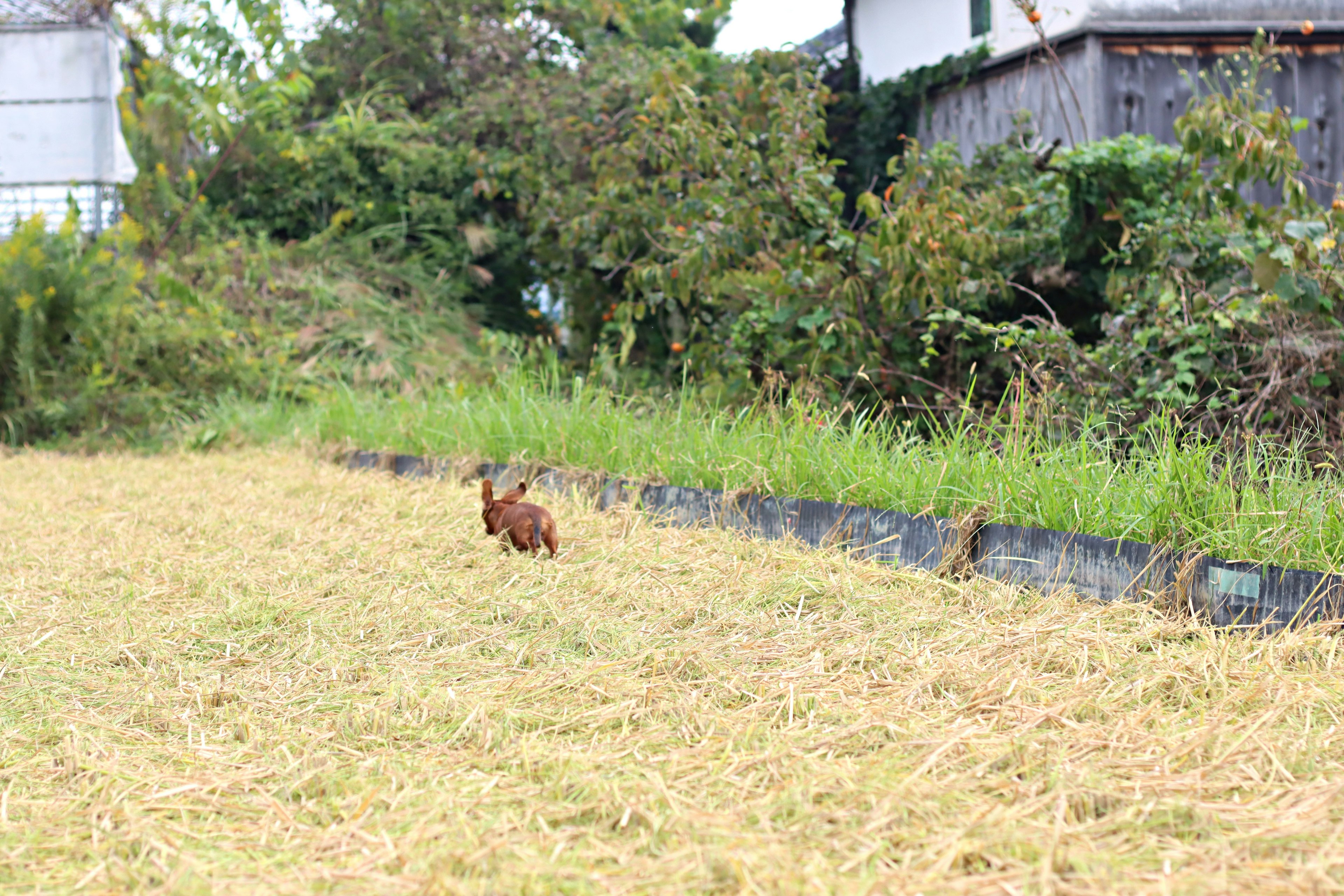 Ein brauner Hase, der in einem geernteten Reisfeld mit grünem Gras und Bäumen im Hintergrund läuft