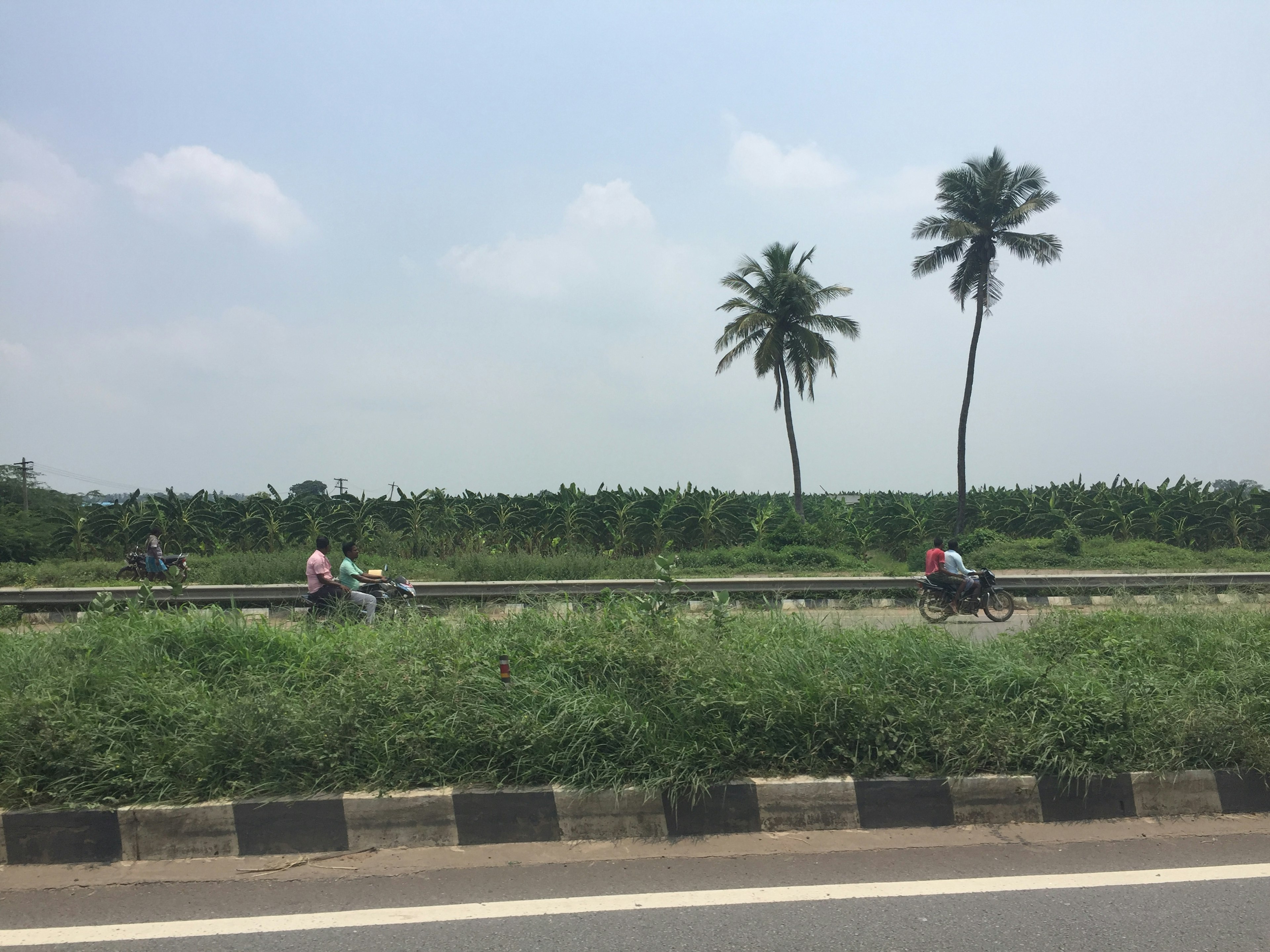 青空の下でバイクに乗る人々と椰子の木が並ぶ風景