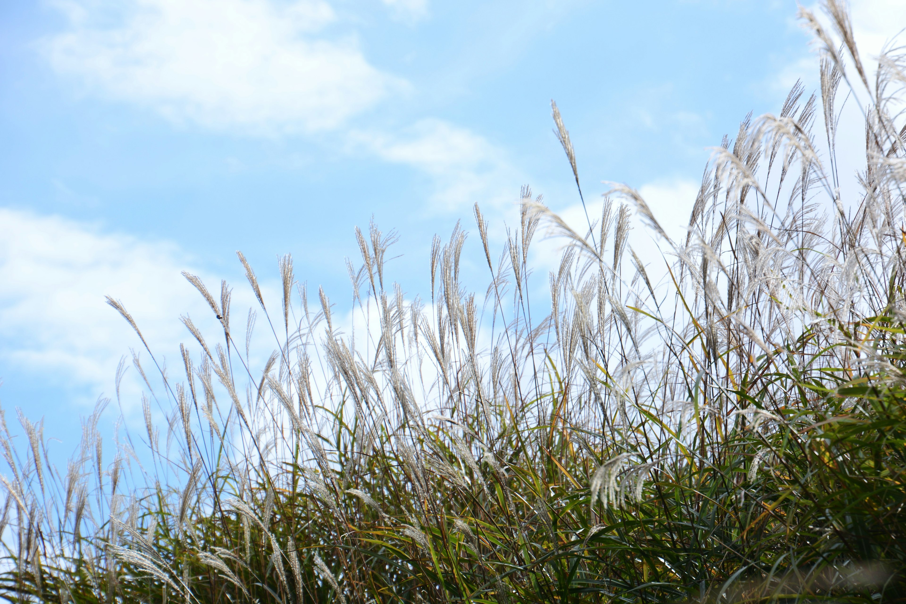 White pampas grass swaying under a blue sky with green foliage