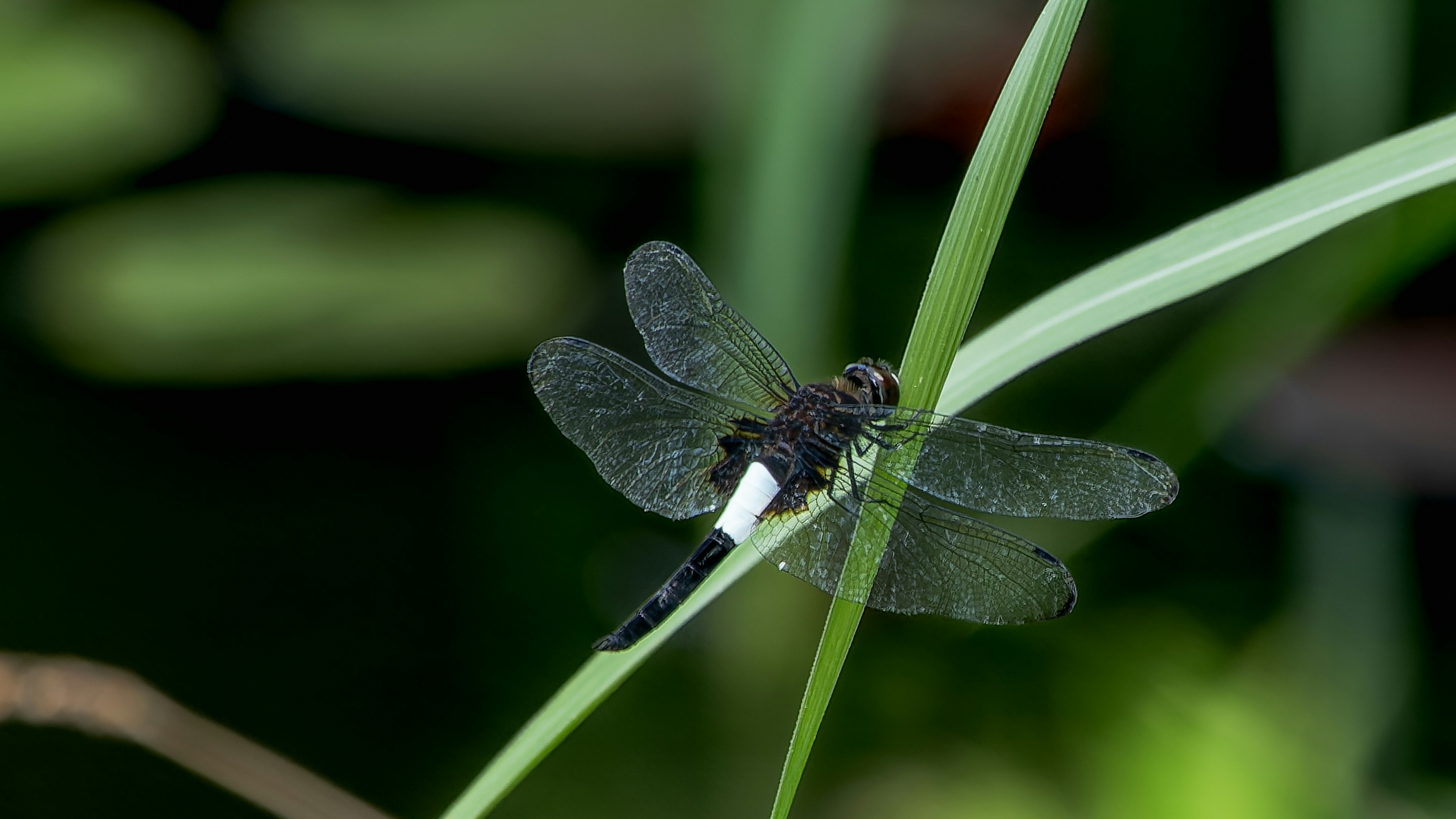 Una libélula negra posada sobre una hoja verde