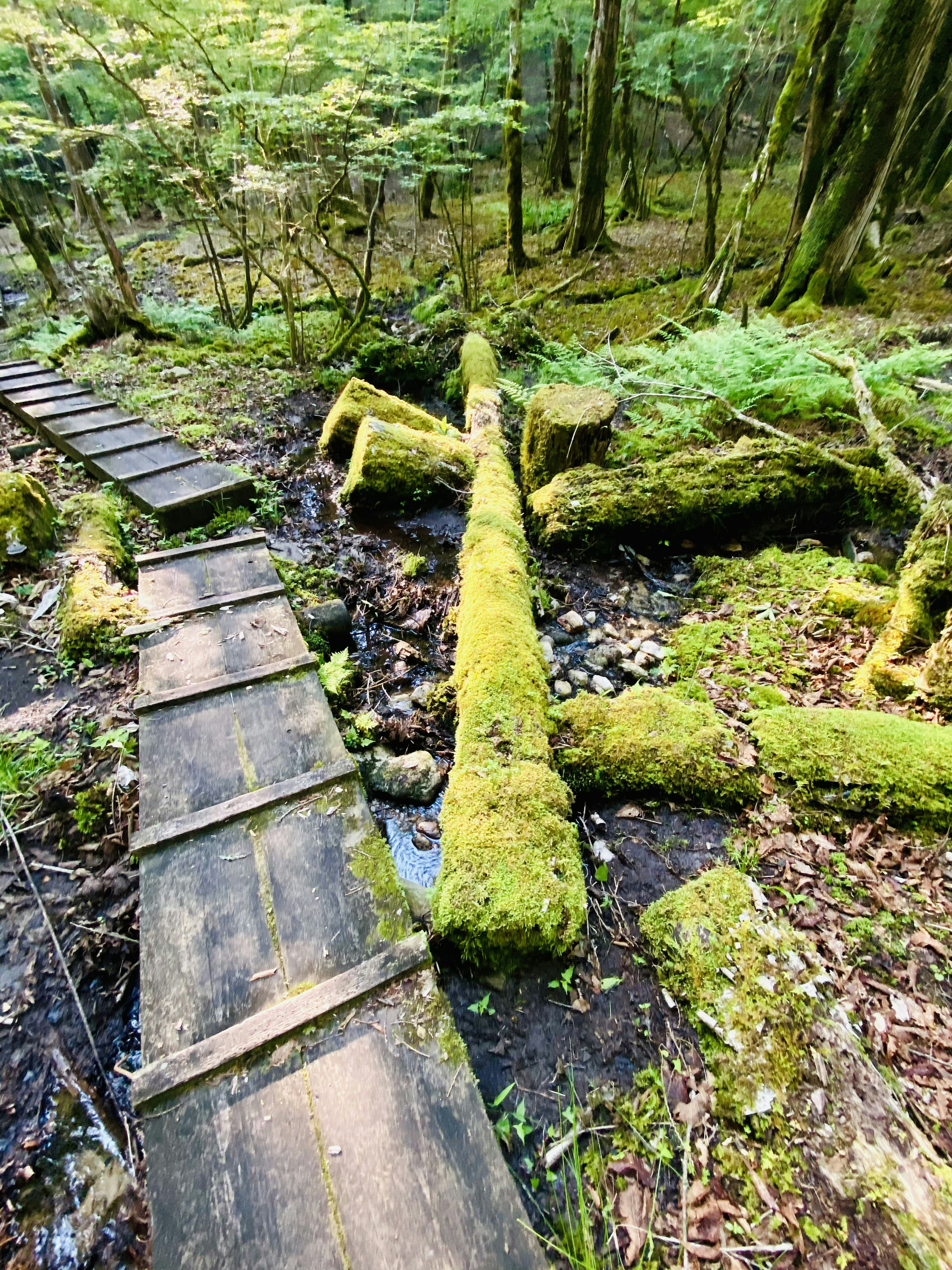 Moosbedeckte Baumstämme neben einem Holzweg im Wald