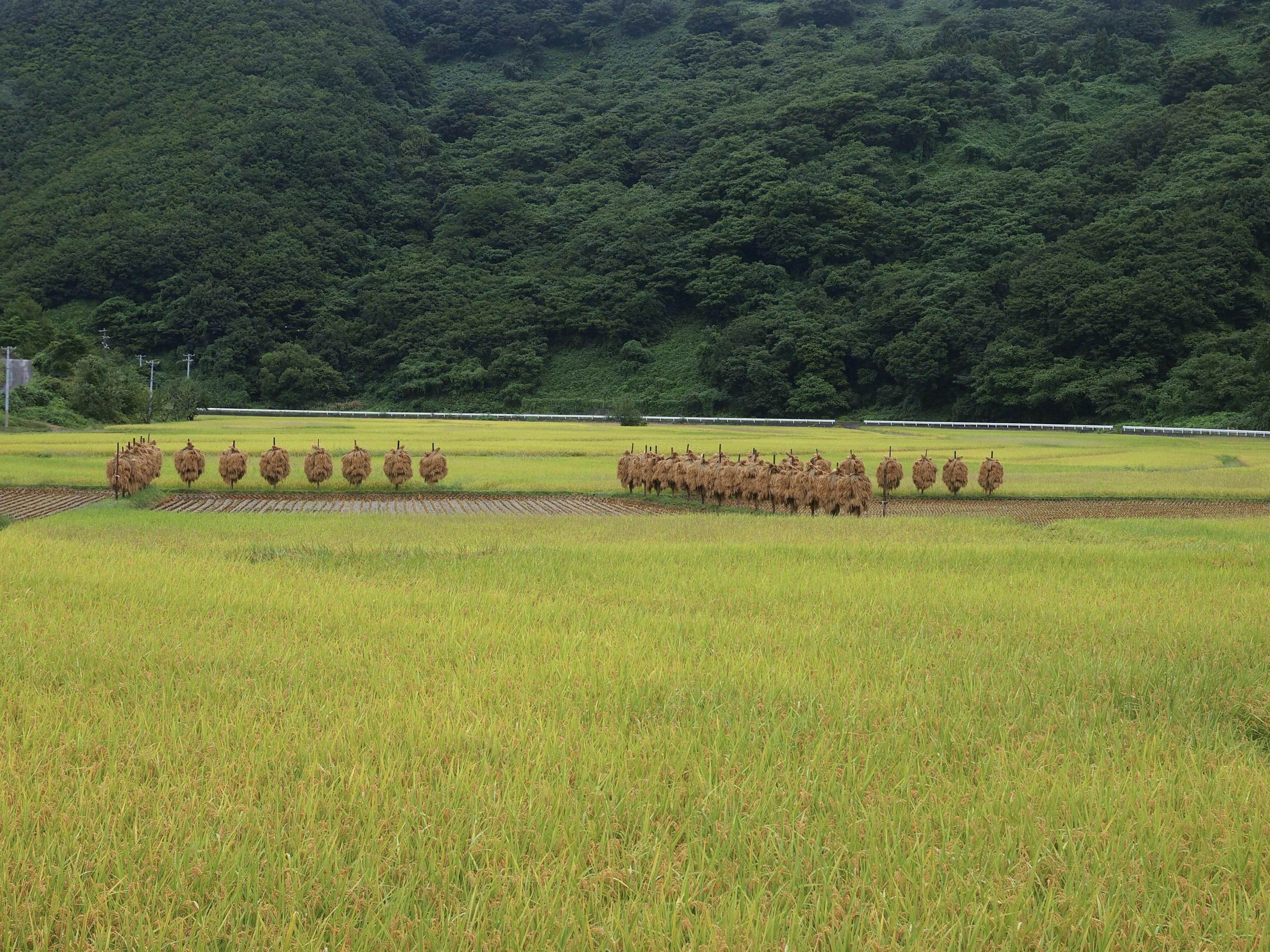 一幅金色稻田的風景，整齊排列的稻草在綠色山脈的背景下