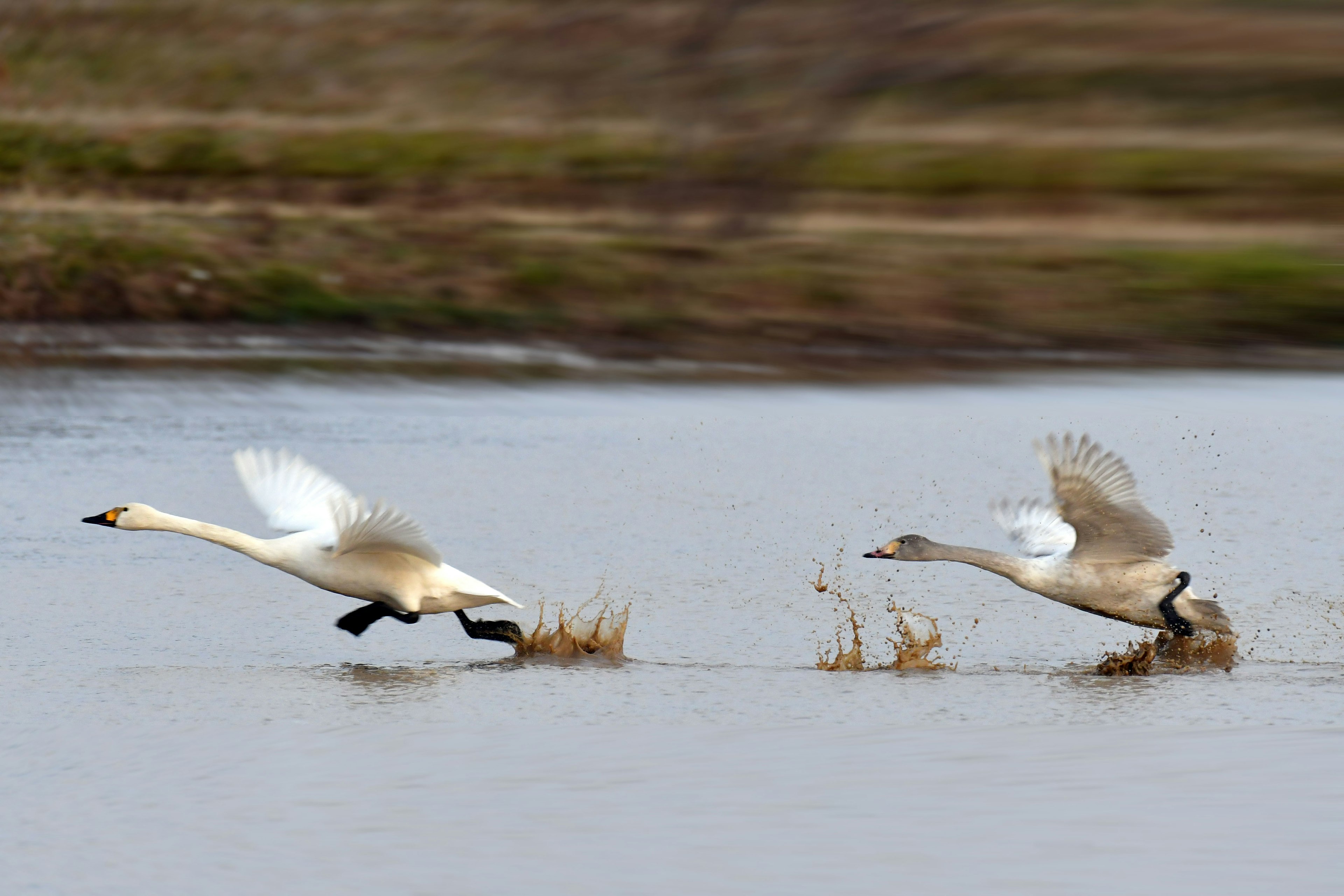 Two swans taking off from the water's surface in a dynamic moment