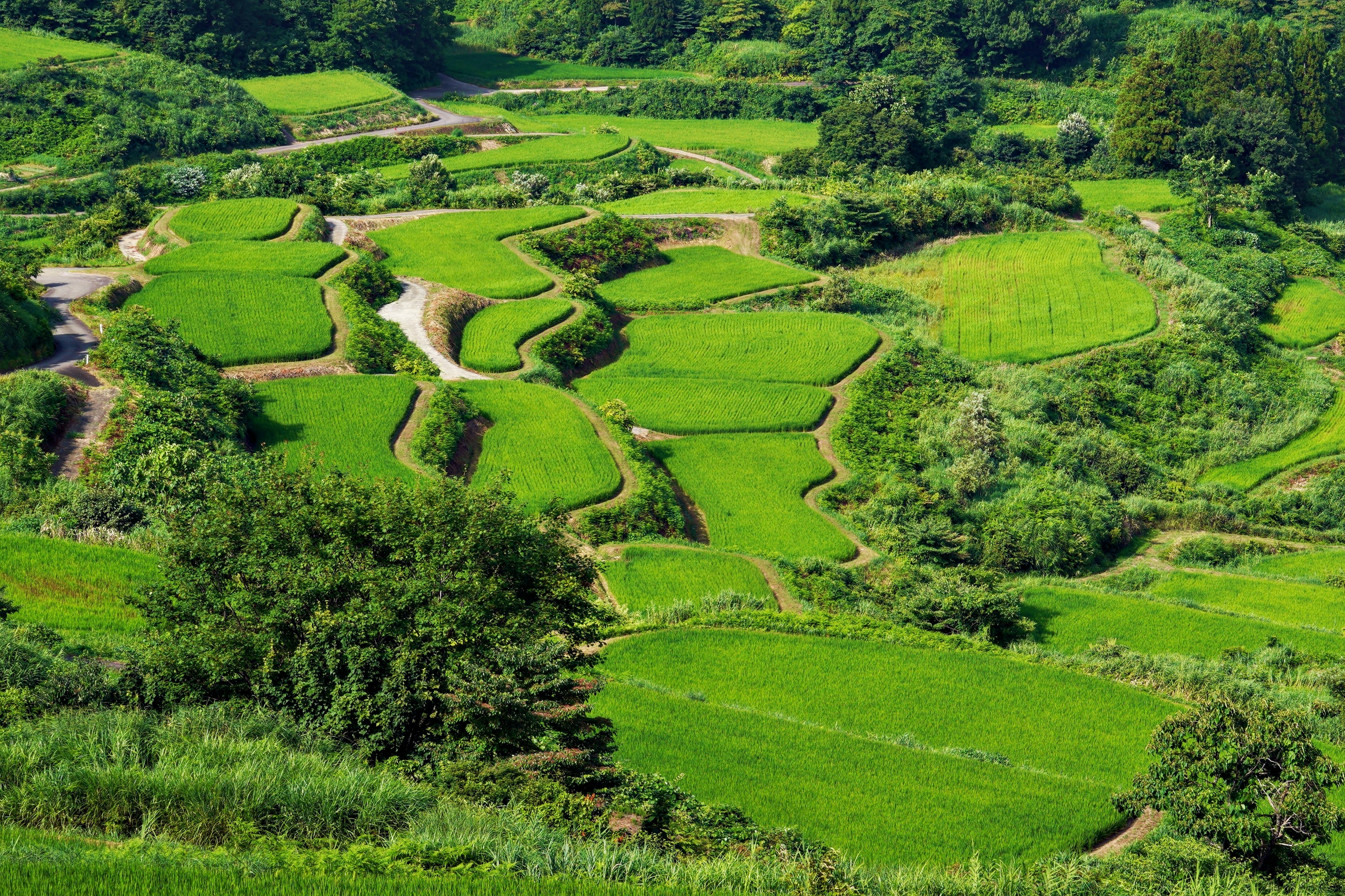 Terrazas de arroz verdes y exuberantes con patrones sinuosos