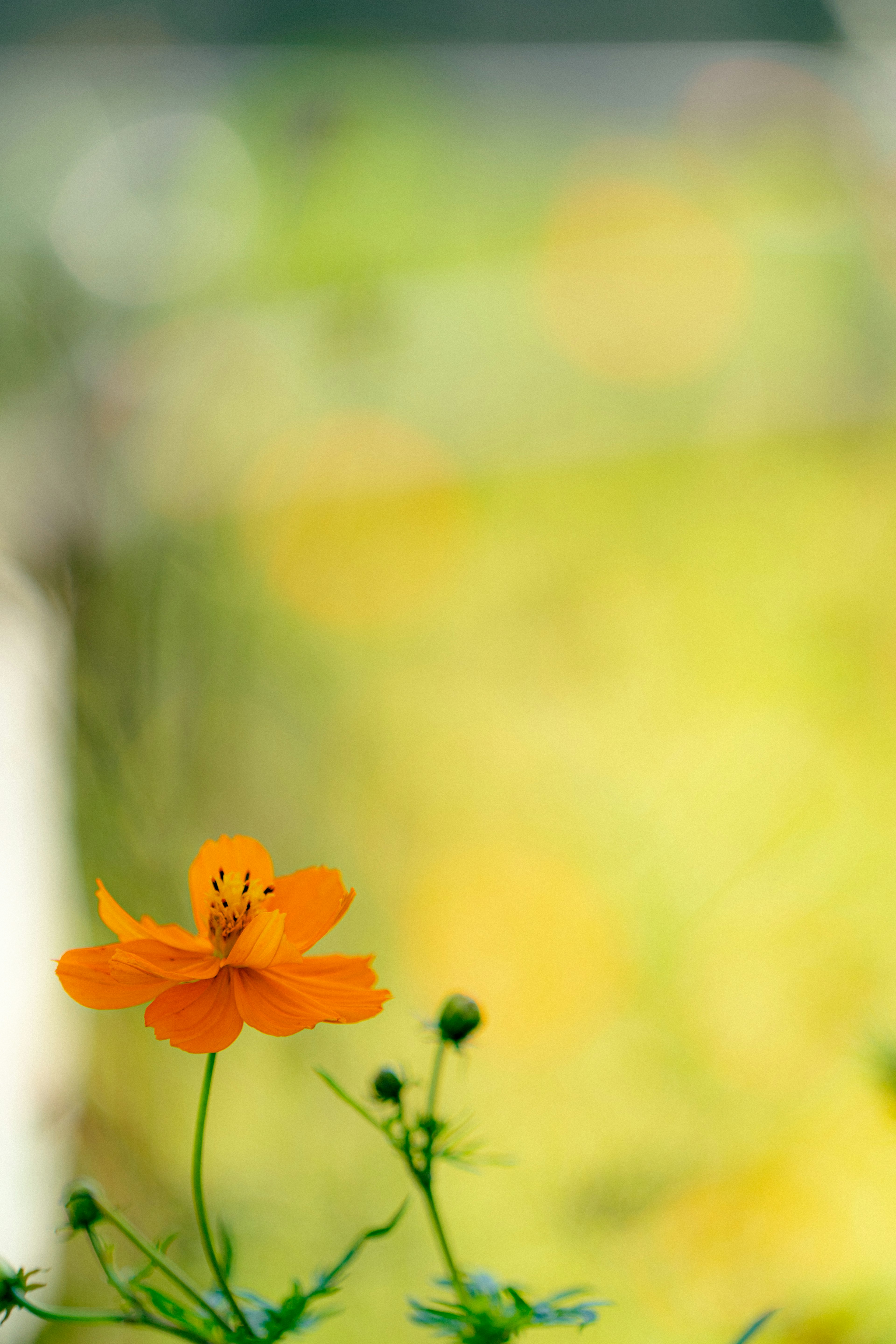 オレンジ色の花が緑の背景に映える美しい風景