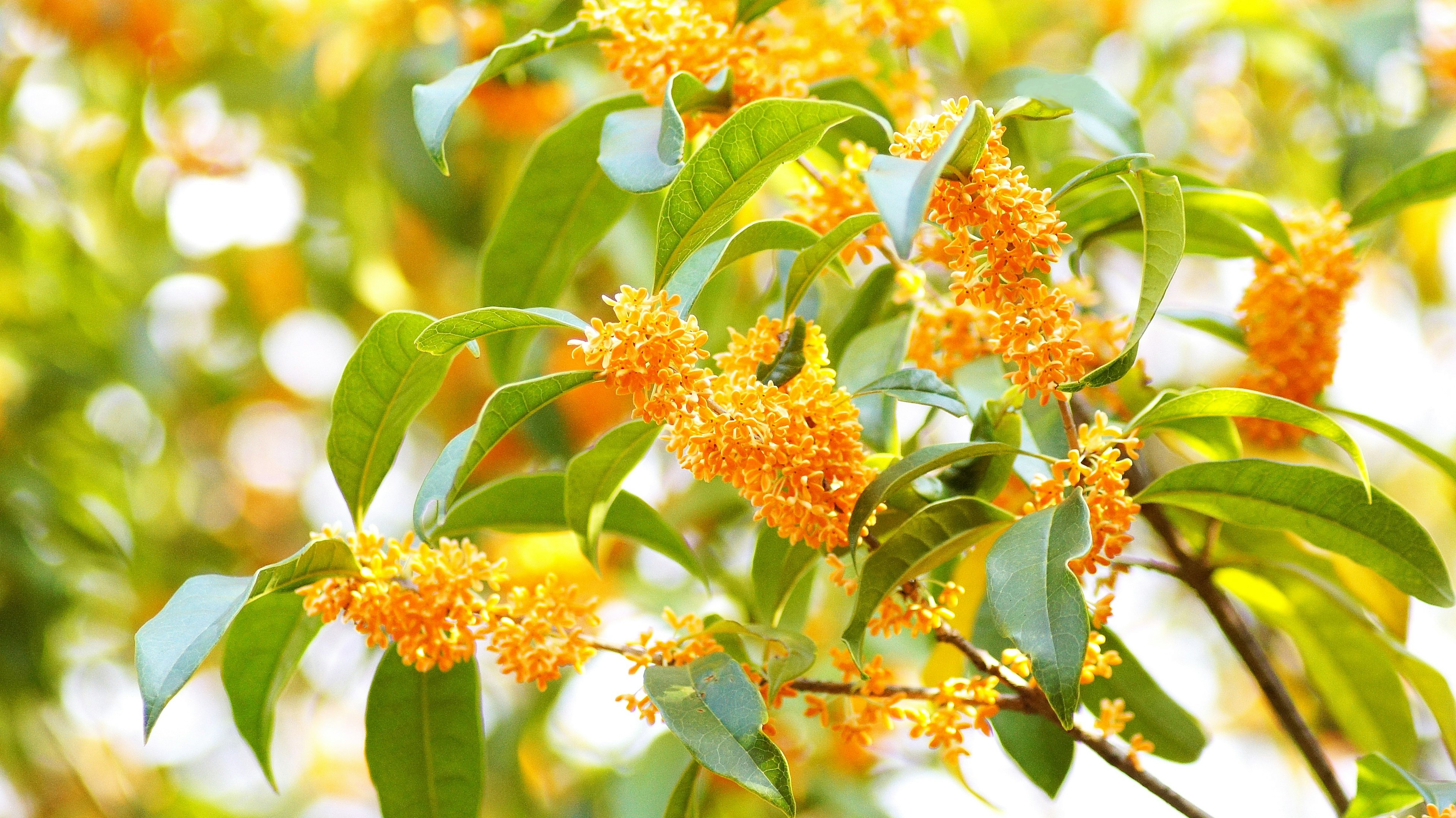 Rama con racimos de flores naranjas y hojas verdes