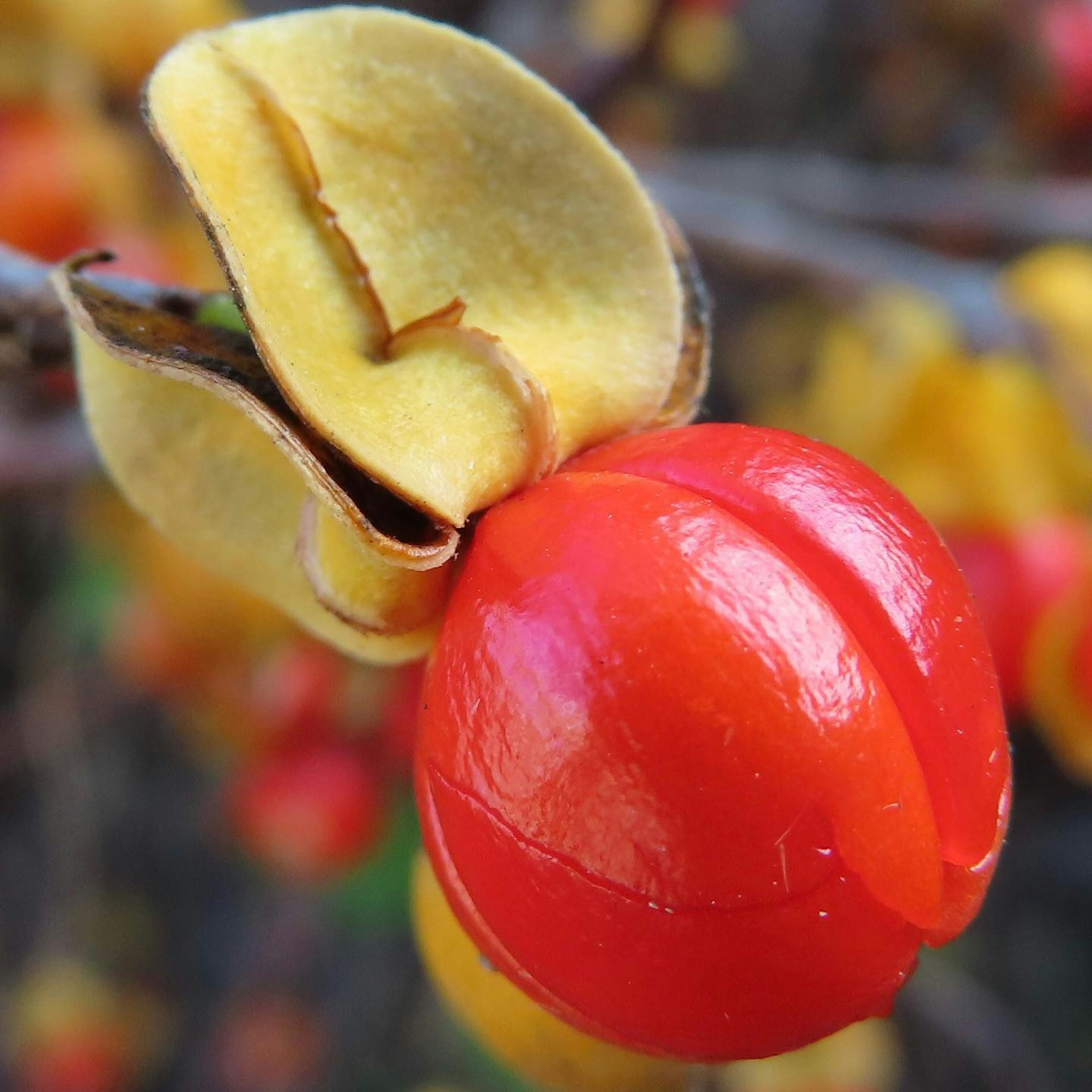 Nahaufnahme einer Pflanze mit einer leuchtend roten Frucht und einer gelben Schote