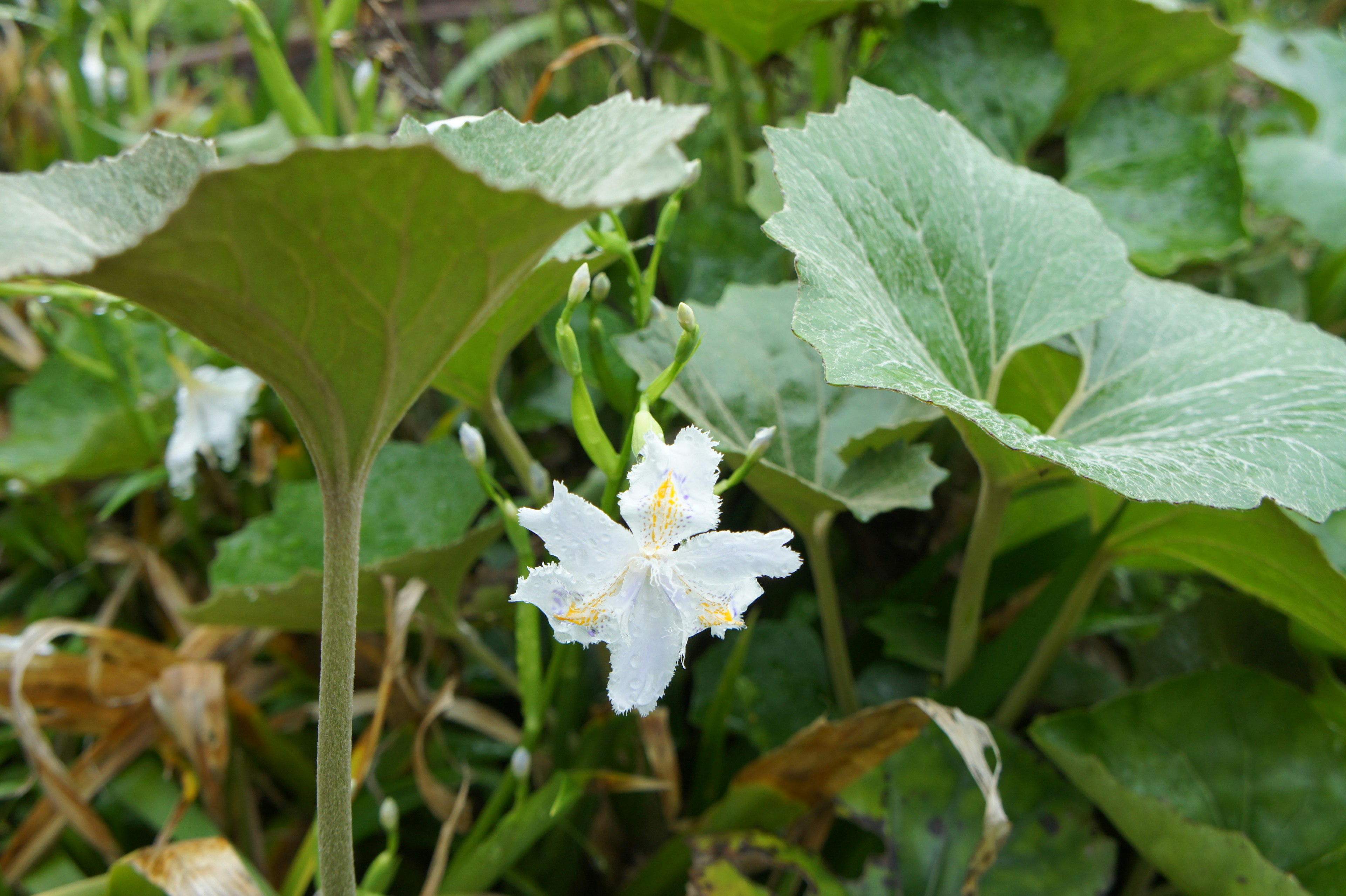 白い花と緑の葉が特徴の植物の写真