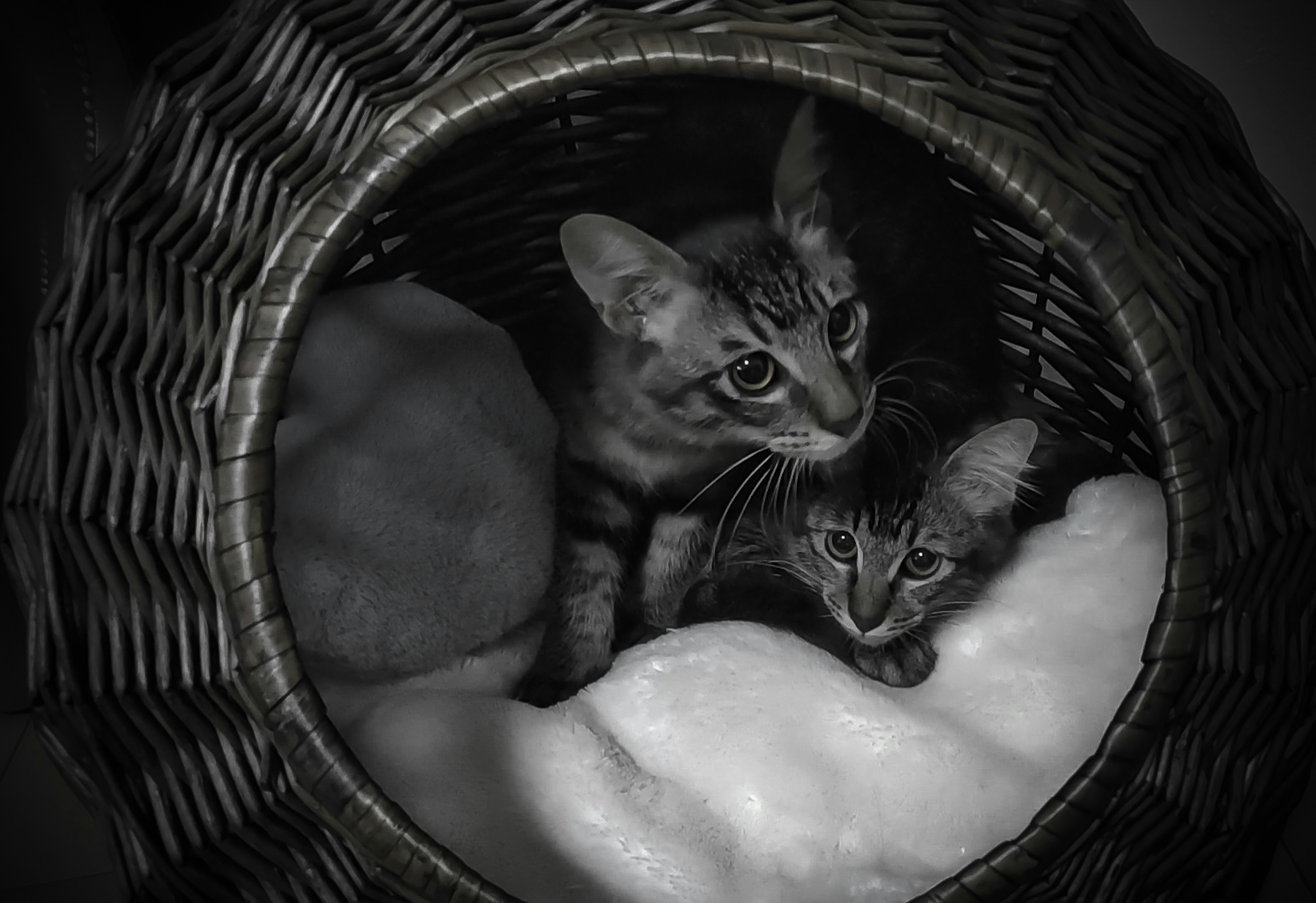 Two cats nestled together in a wicker basket