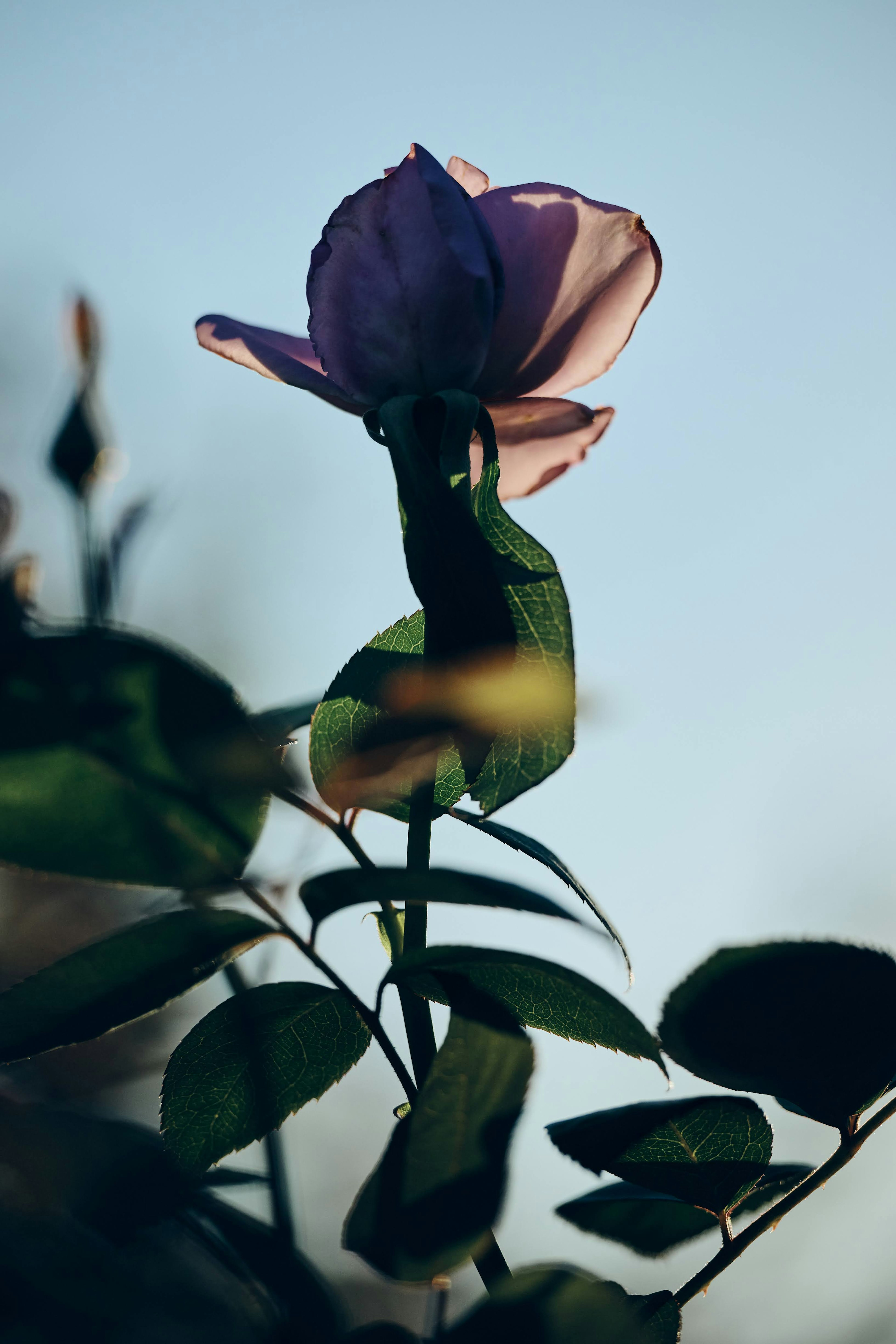 Schöne Rose mit hellvioletten Blütenblättern und grünen Blättern