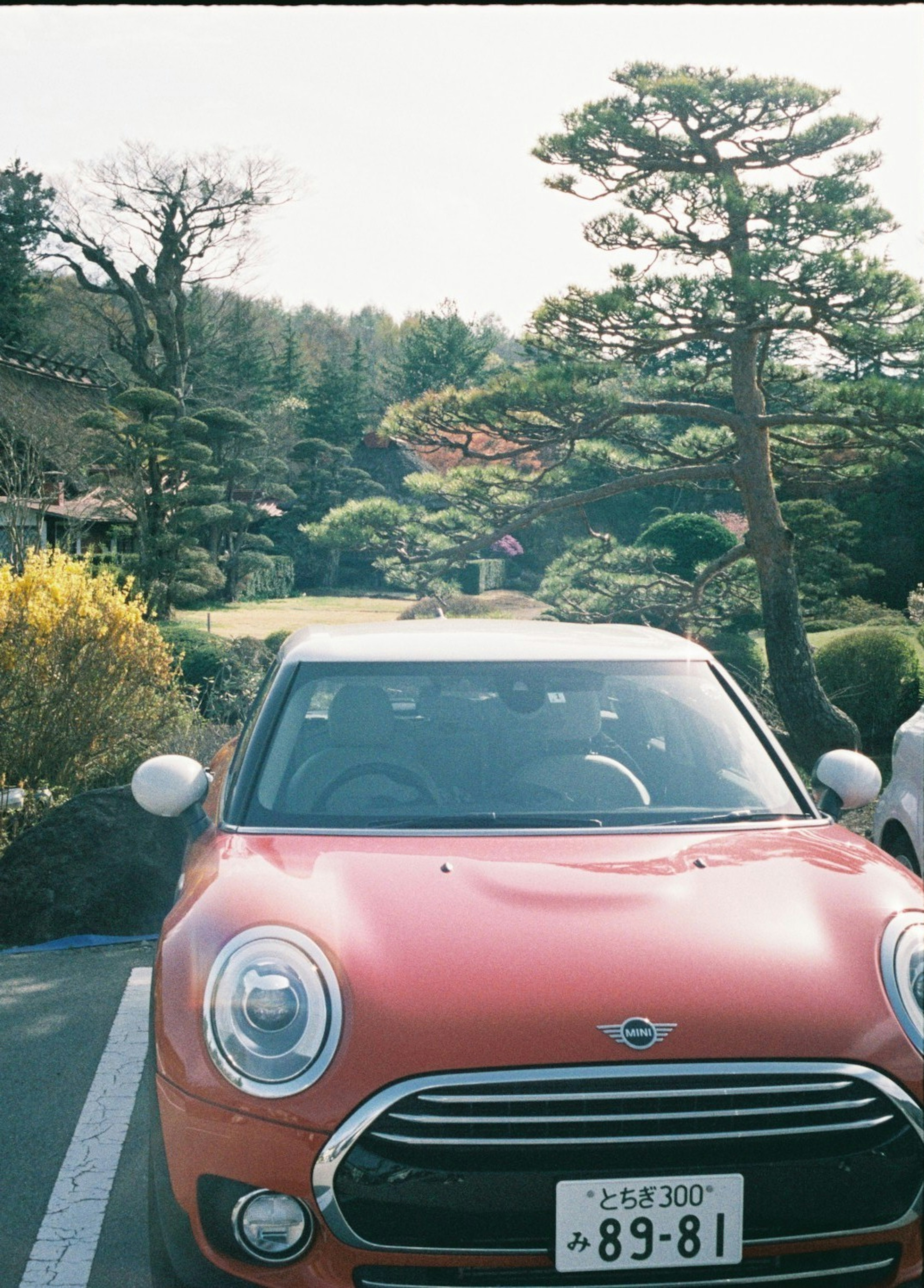 Mini Cooper arancione parcheggiata in un giardino con vegetazione lussureggiante