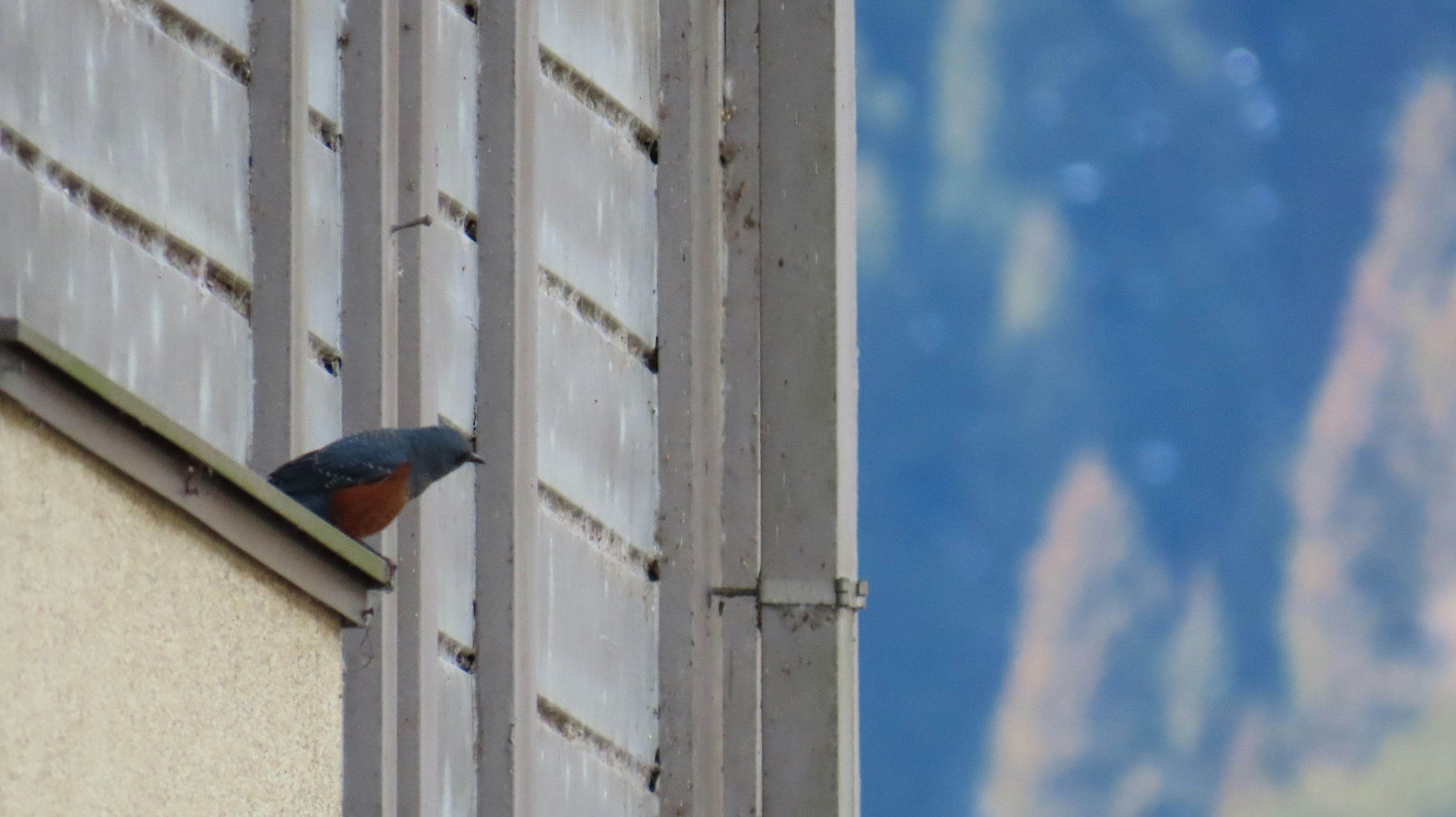 A bird perched on a building's exterior with a mountainous background