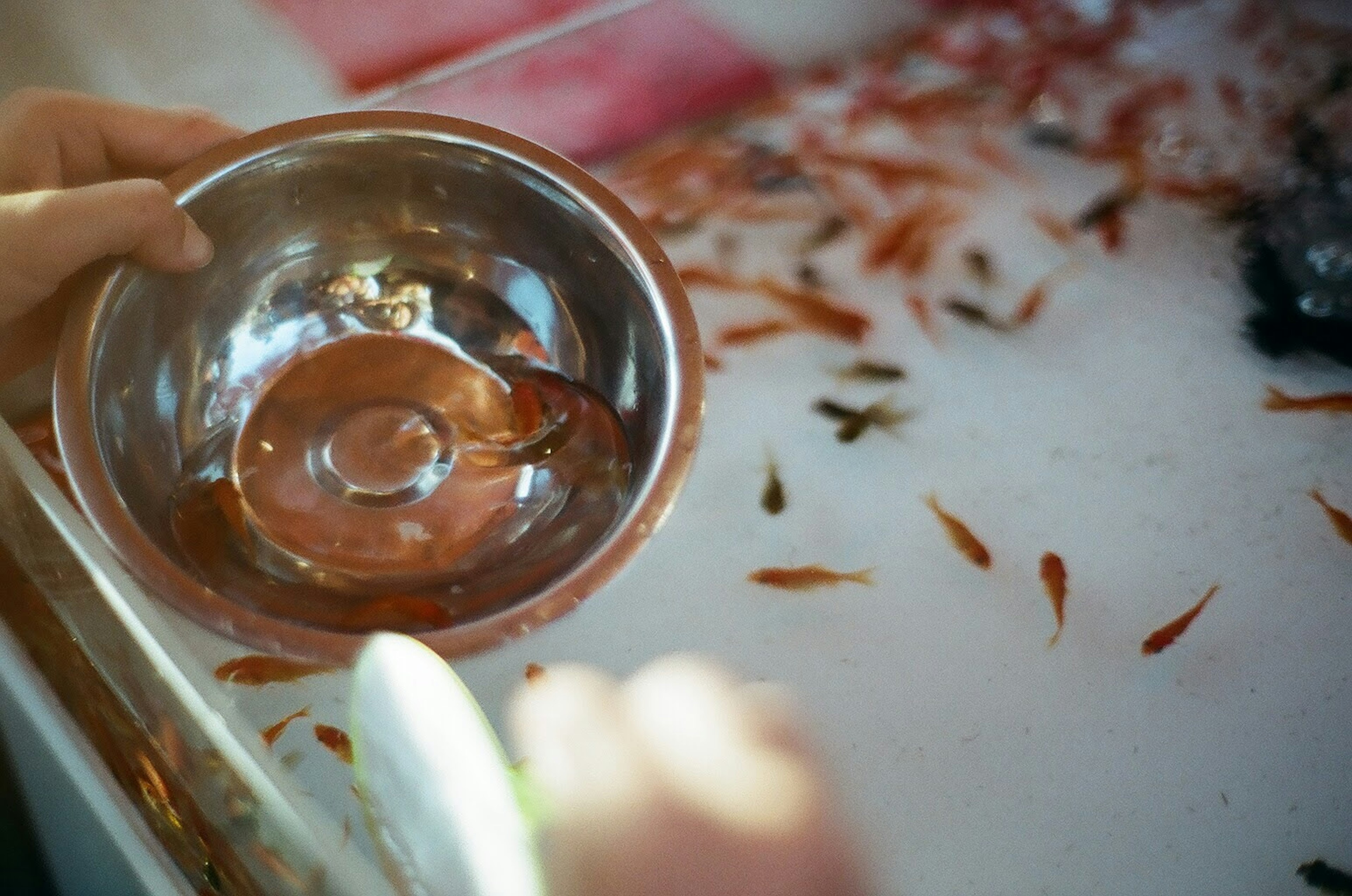 Metal bowl held in hand with small fish around it