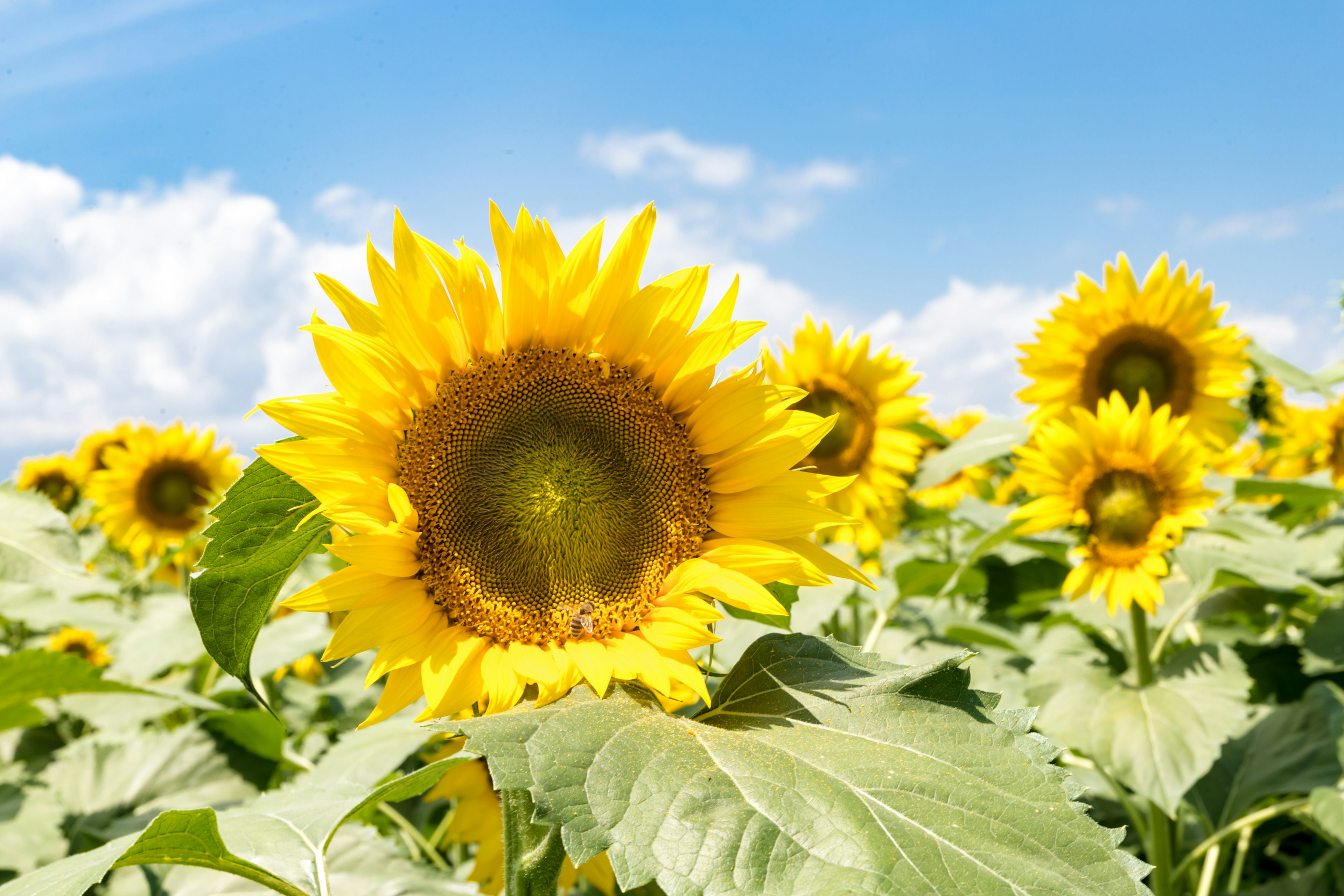 Campo di girasoli vibranti sotto un cielo blu