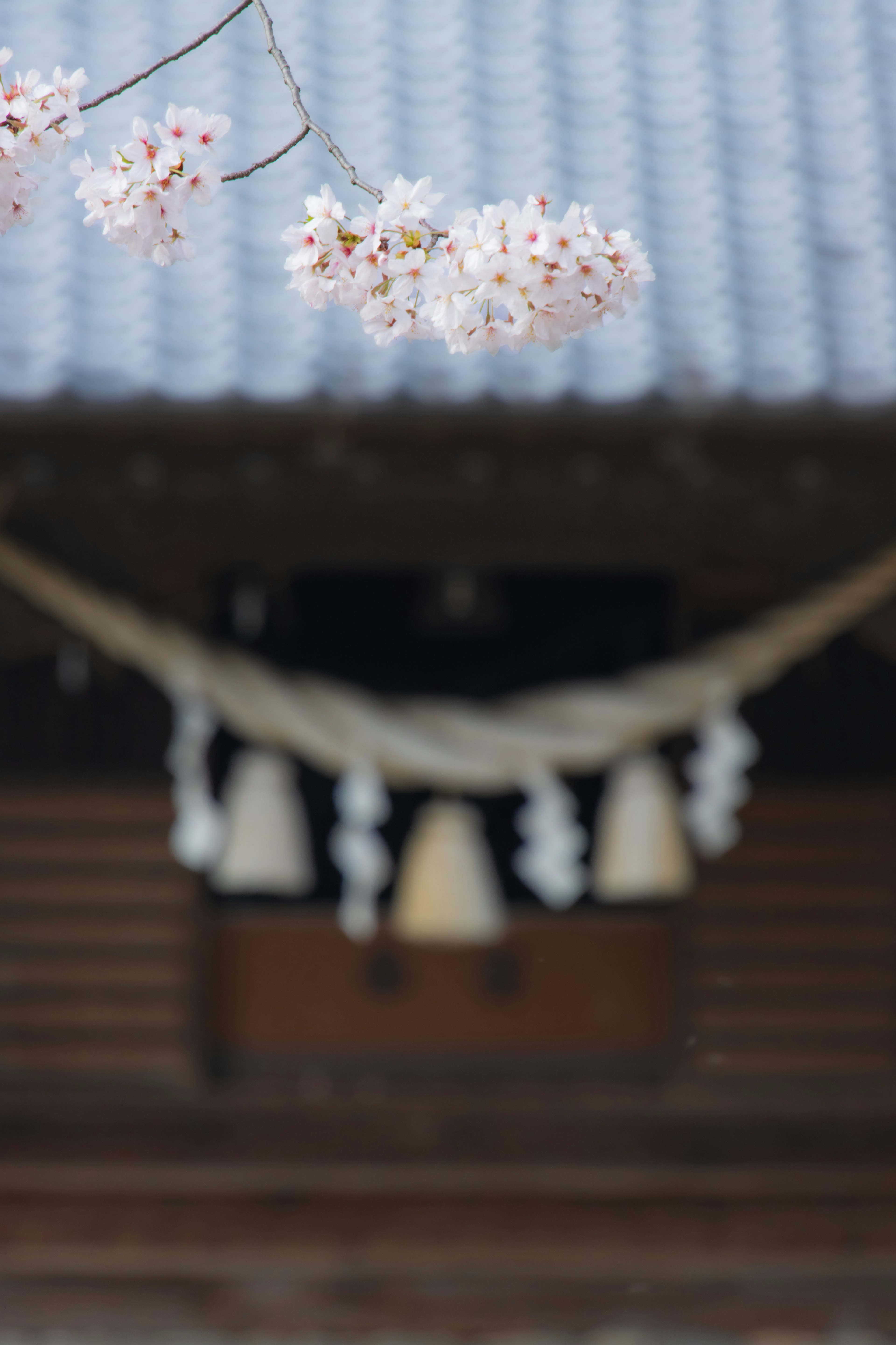 Cherry blossoms in the foreground of a traditional Japanese house with decorative elements