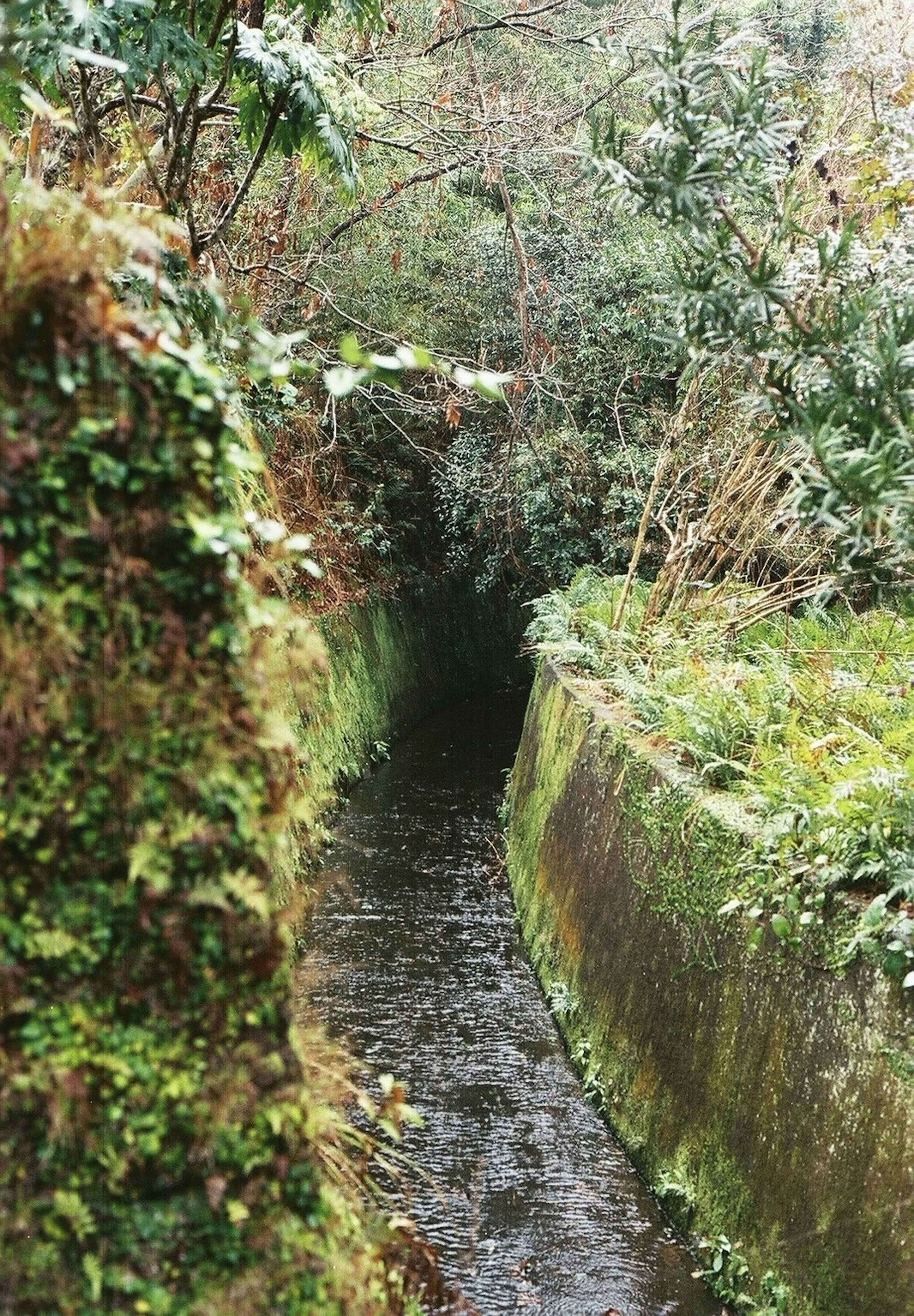 緑の植物に囲まれた小さな水路の風景