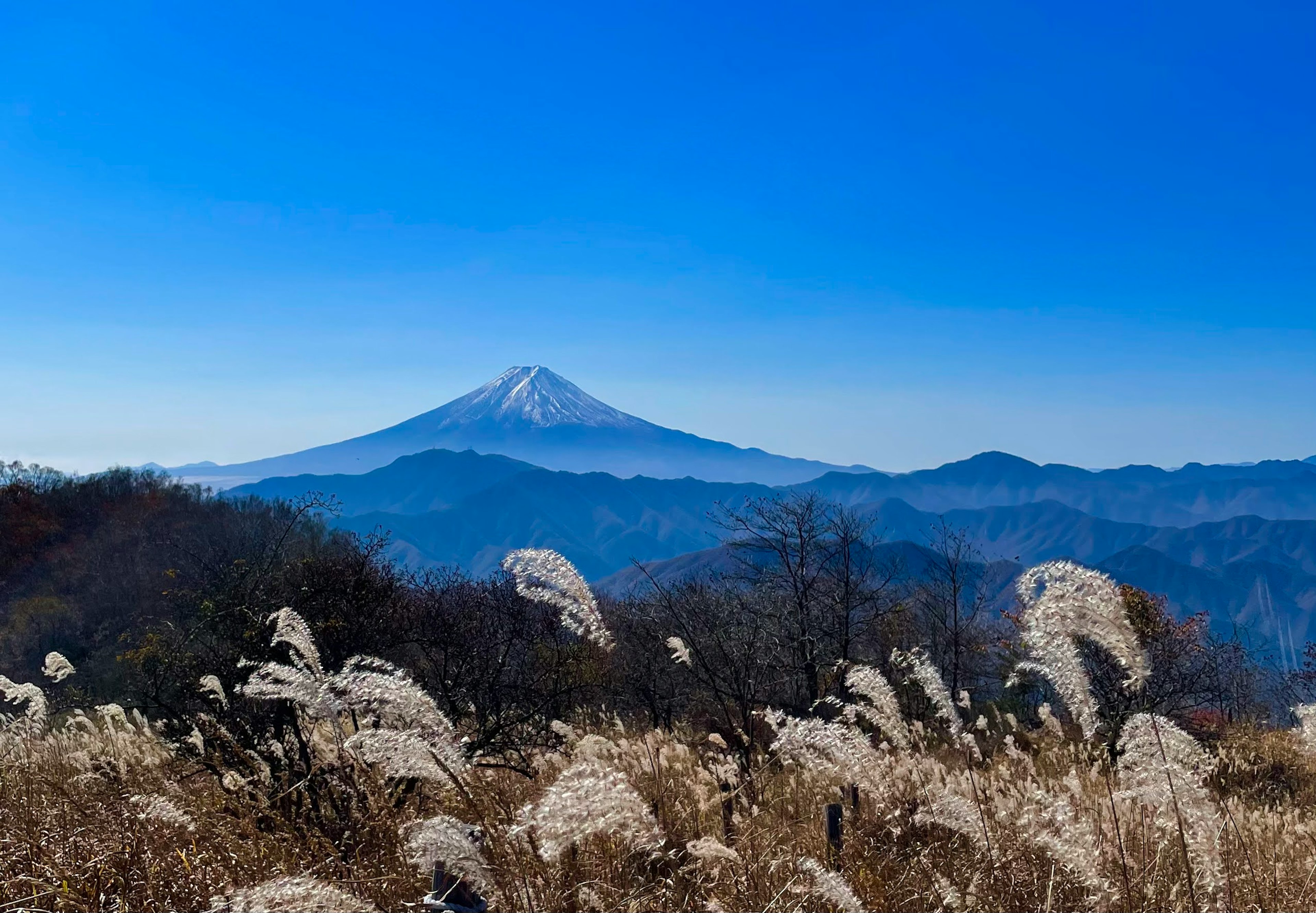 青空の下の富士山と白いススキの草原