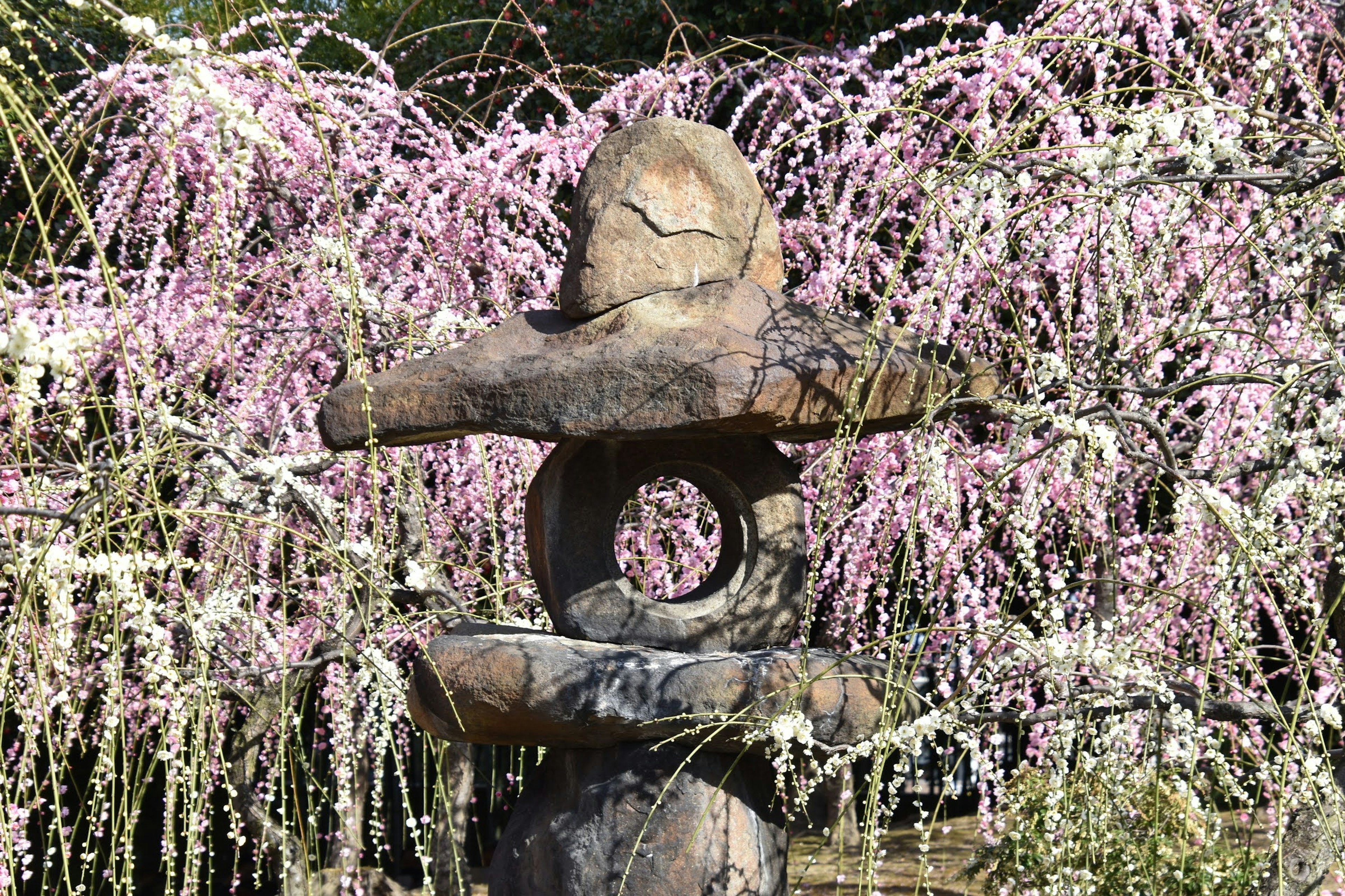 Scena di giardino giapponese con una lanterna di pietra e uno sfondo di fiori rosa