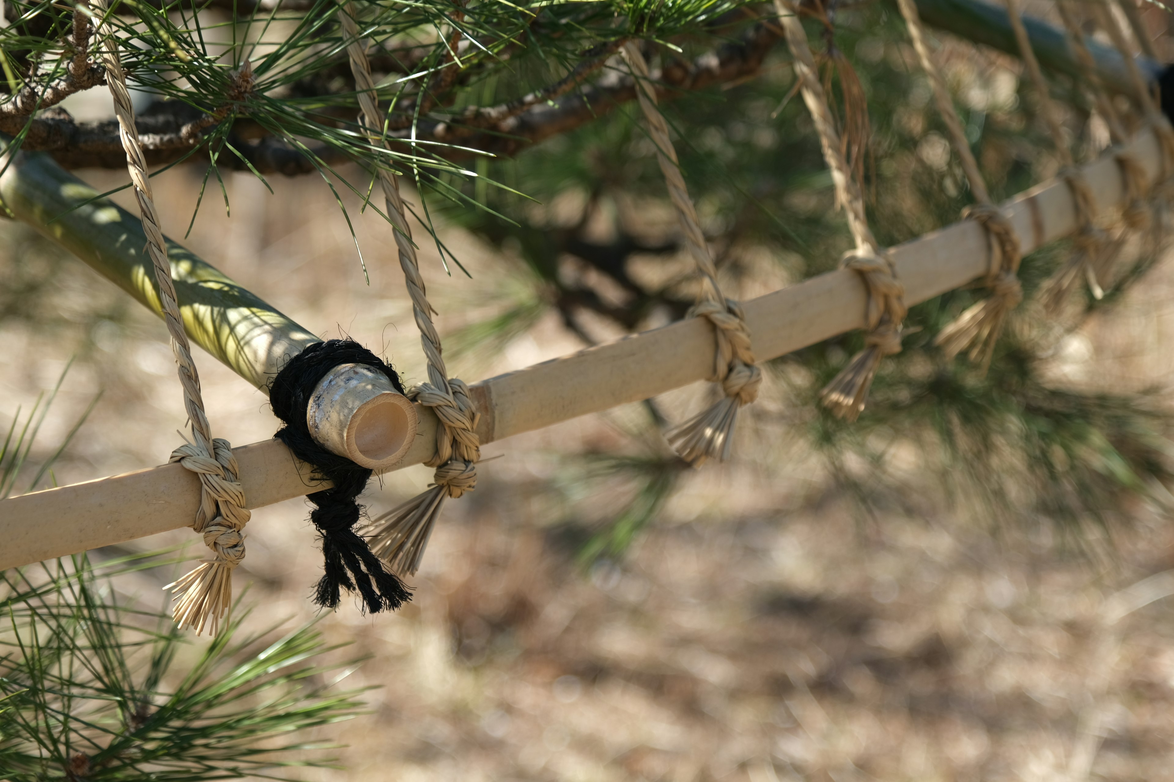 Acercamiento de un palo de bambú atado con cuerda a una rama de árbol