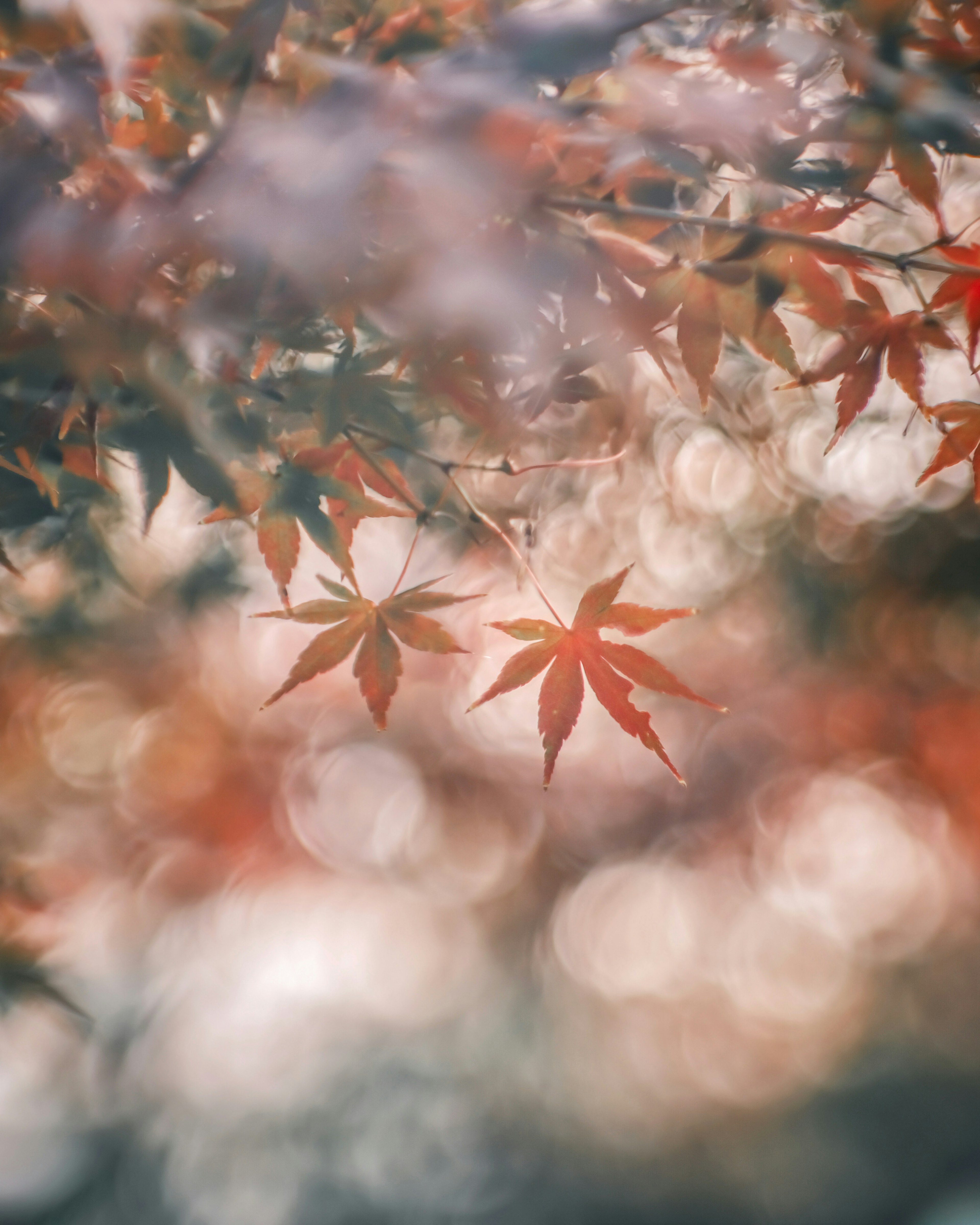 Feuilles d'érable rouges floues avec une lumière douce