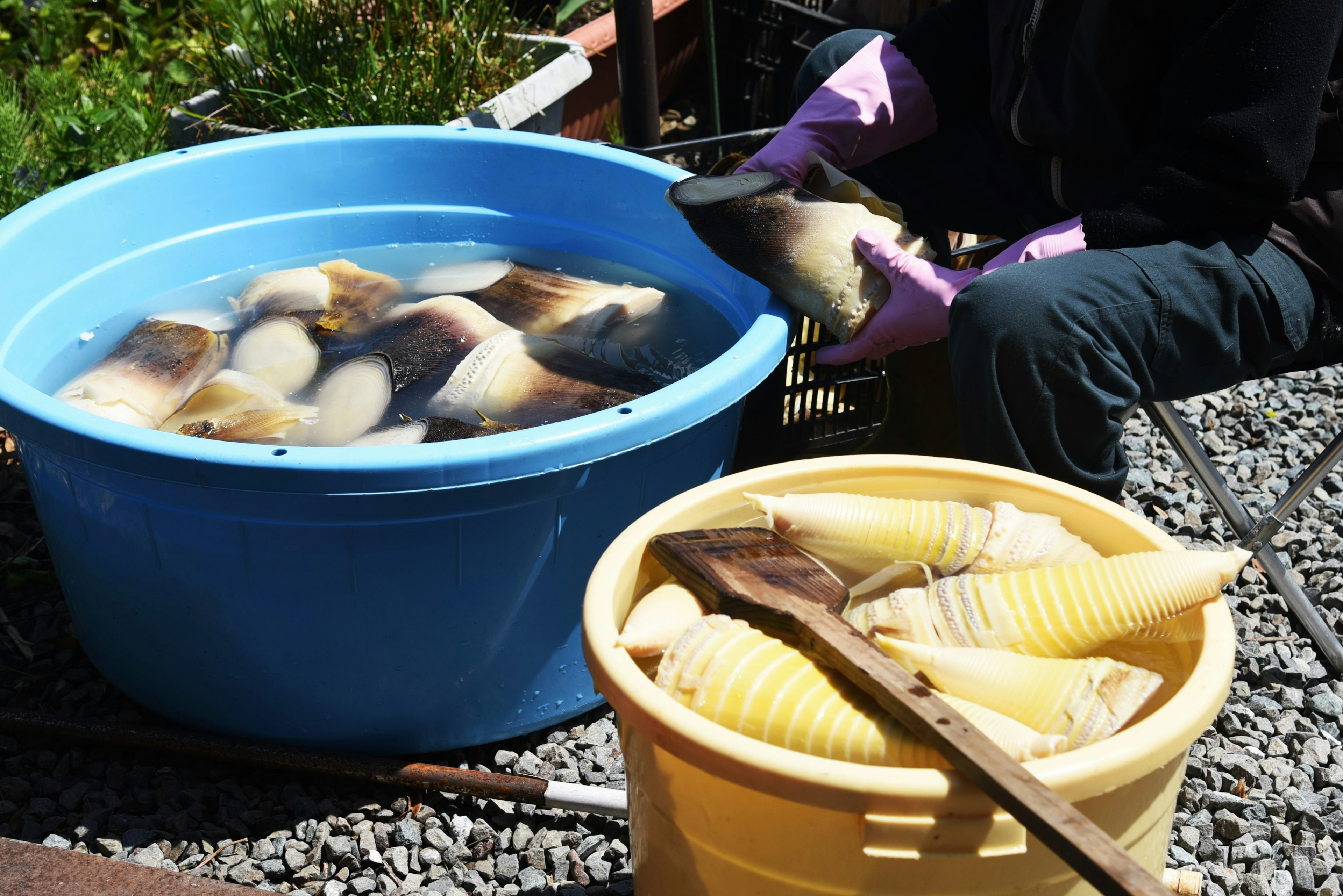 Persona sosteniendo partes de pescado con un balde azul de pescado sumergido y un balde amarillo cercano