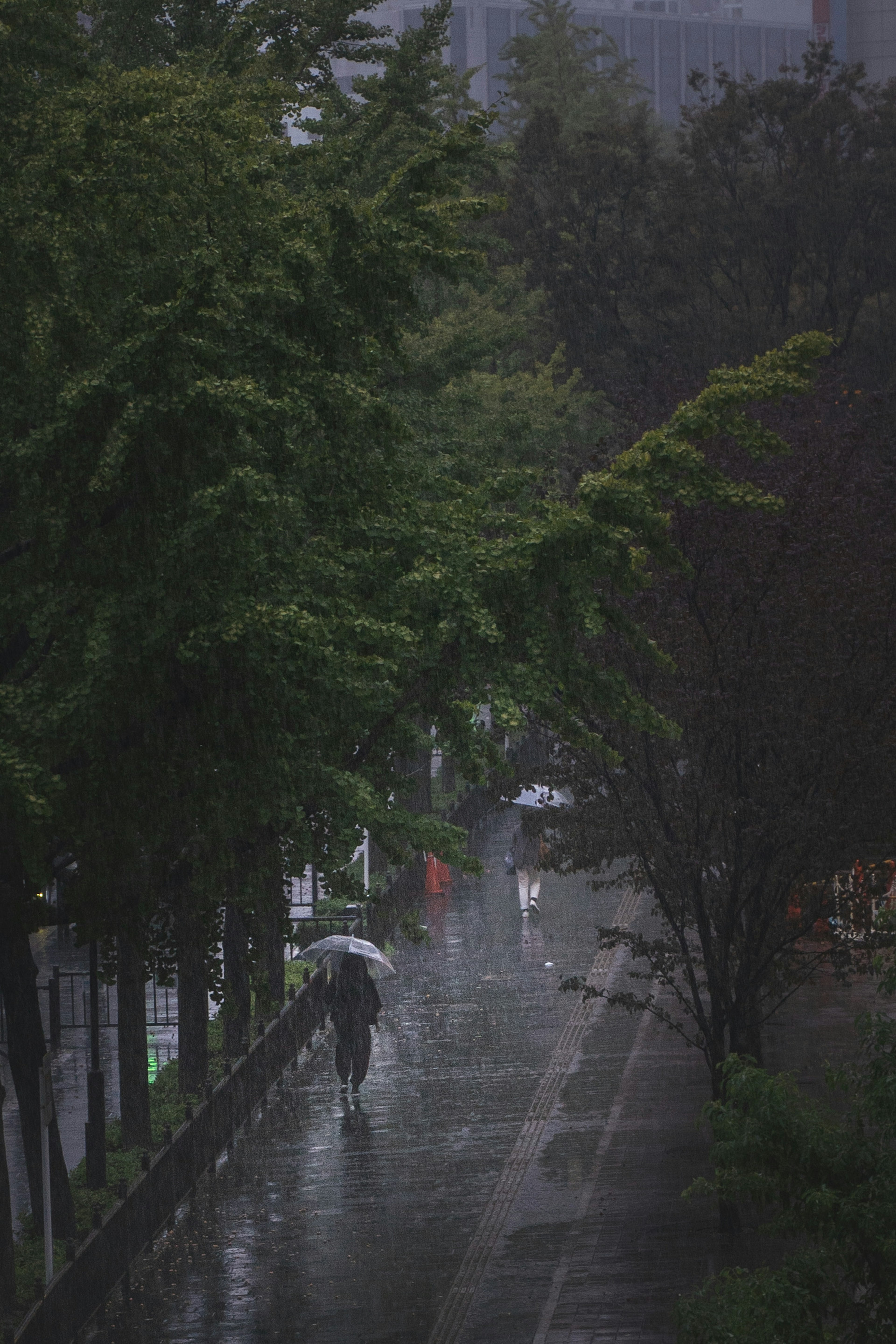 Personas caminando por una calle tranquila bajo la lluvia rodeados de árboles verdes