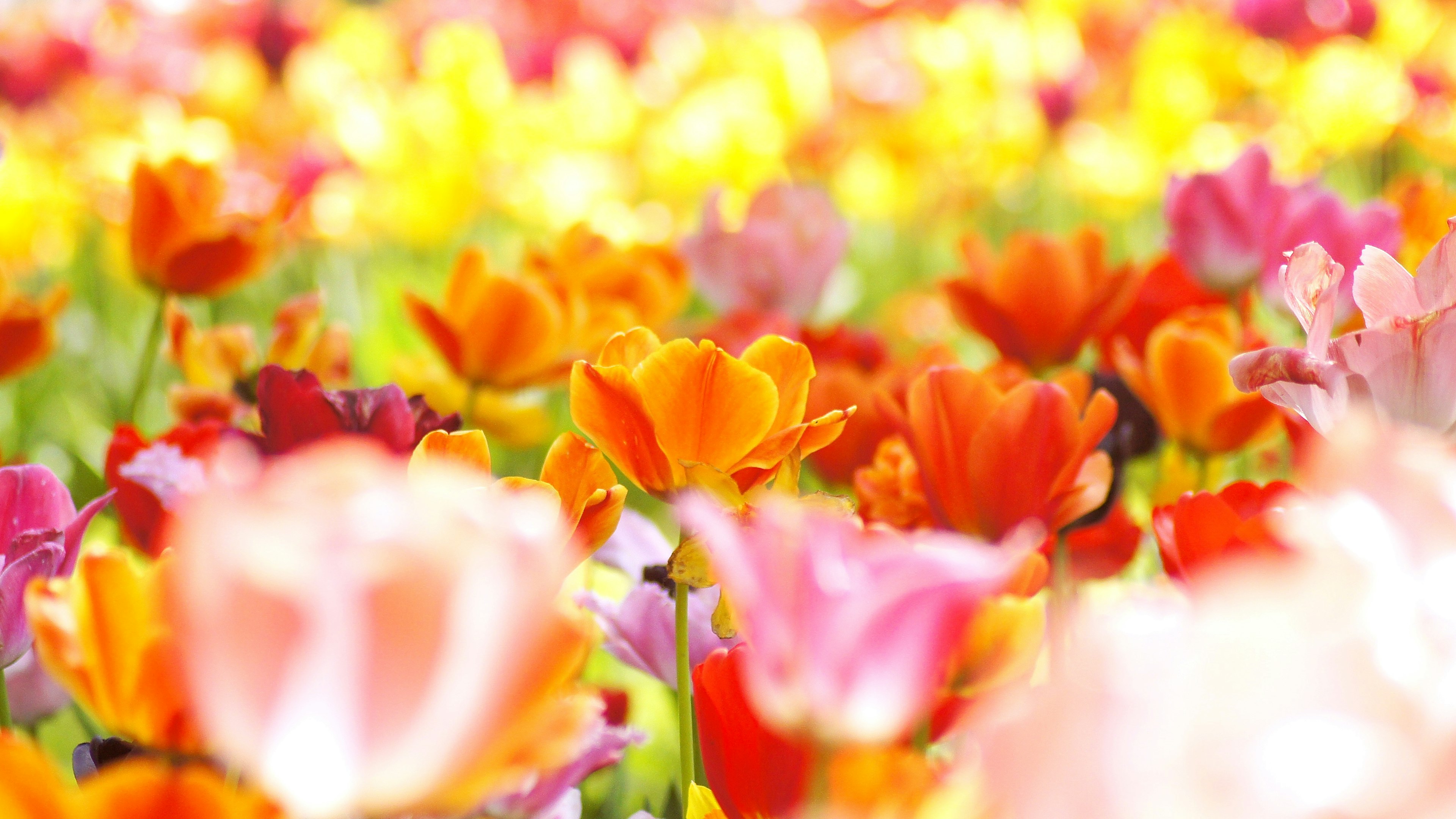 A vibrant field of blooming tulips in various colors